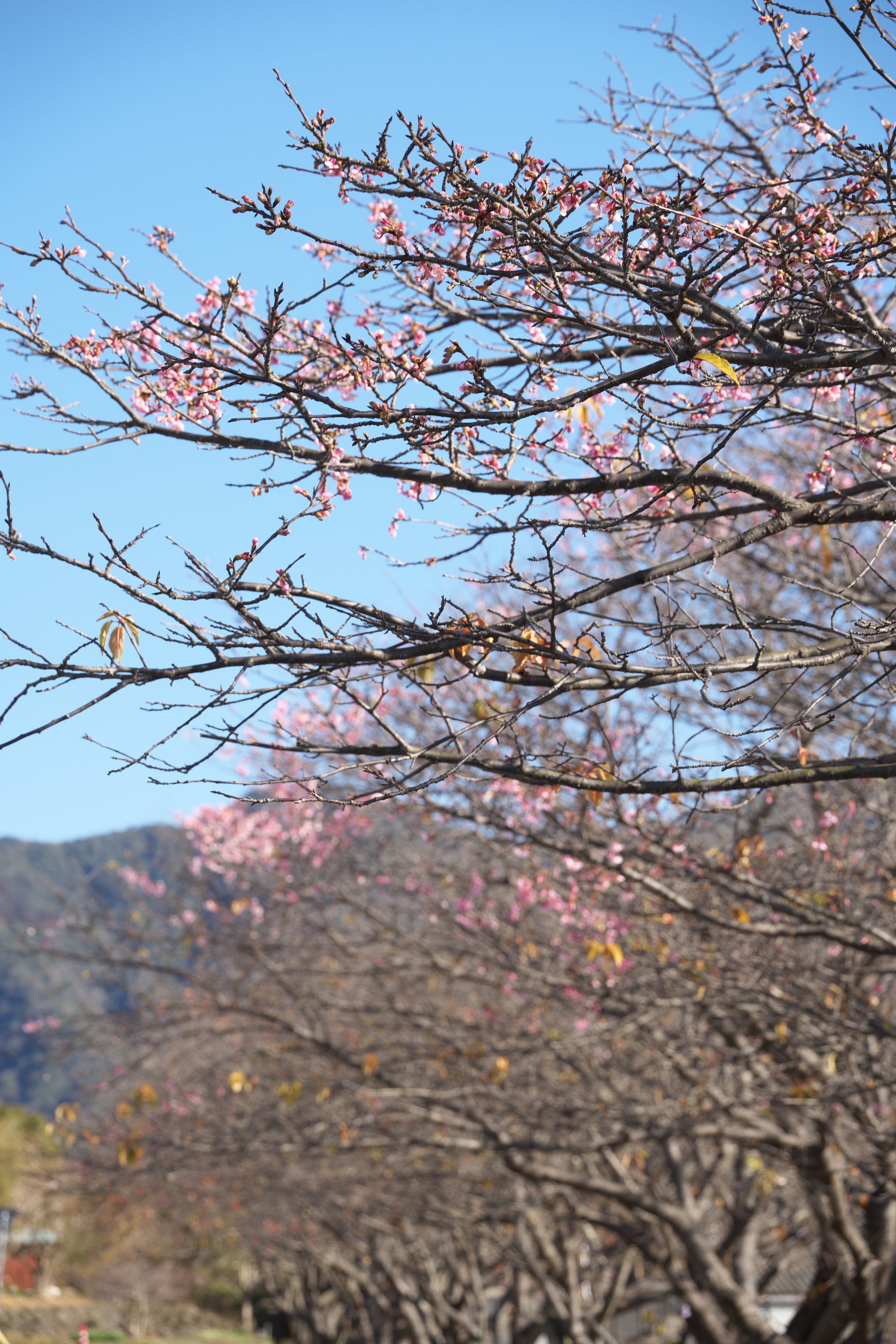1月、桜はじめ｜サト(る)