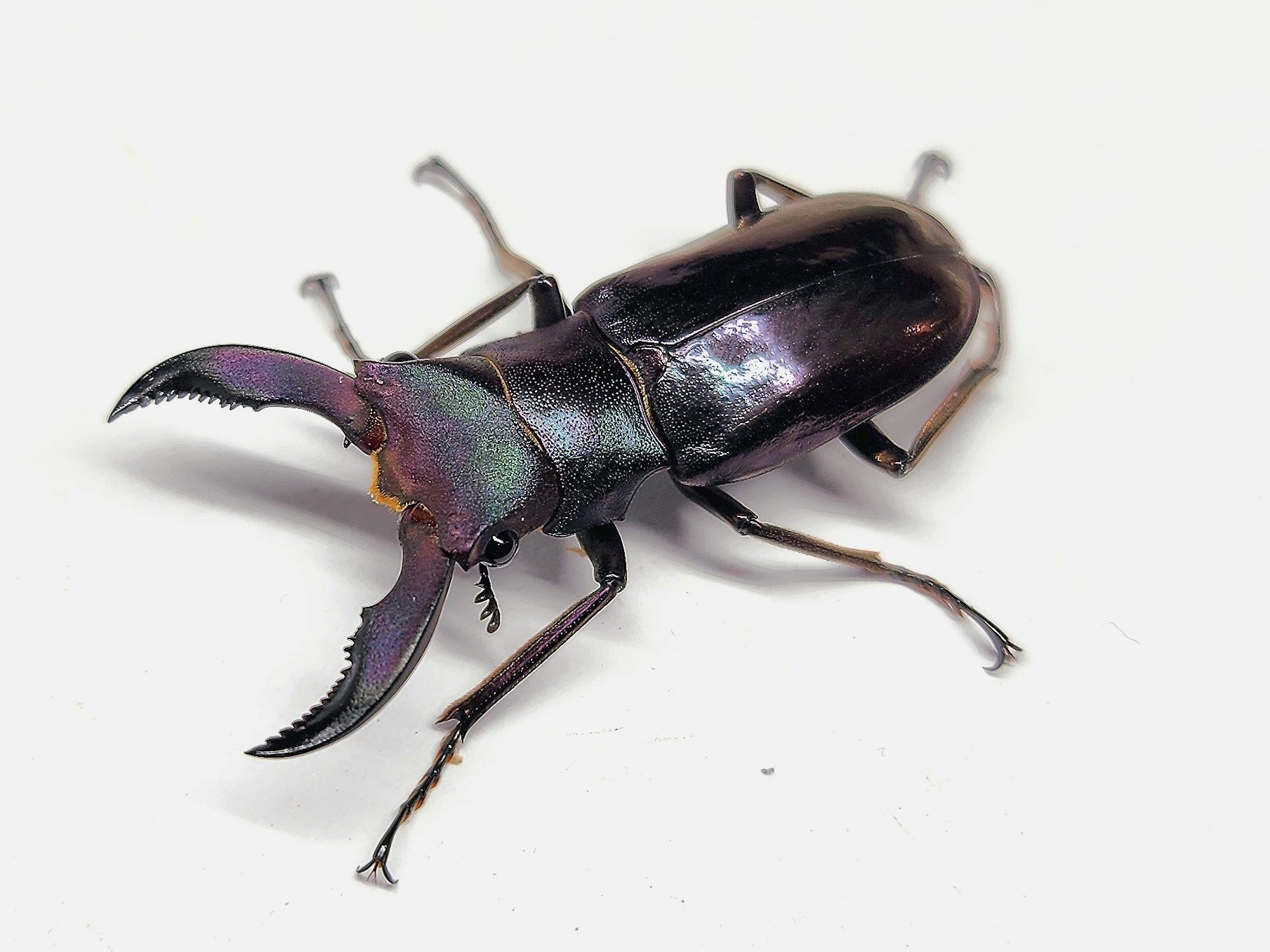 メタリフェルホソアカクワガタ(ペレン島産 紫紺血統)CB飼育記録まとめ