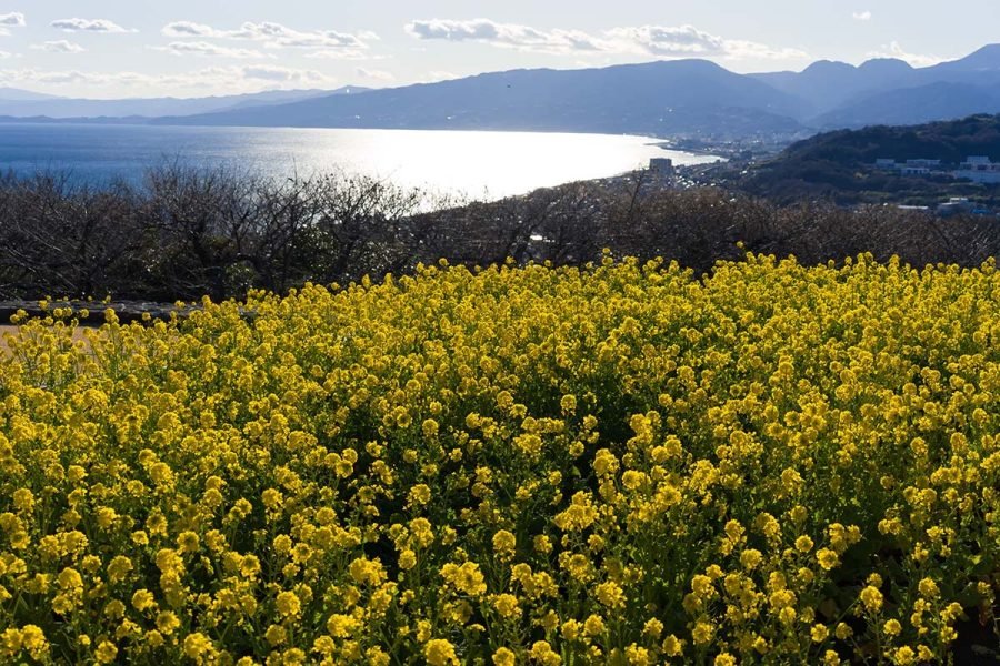 吾妻山いちめんの菜の花 | α7V + TAMRON 25-200mm F2.8-5.6｜borichan
