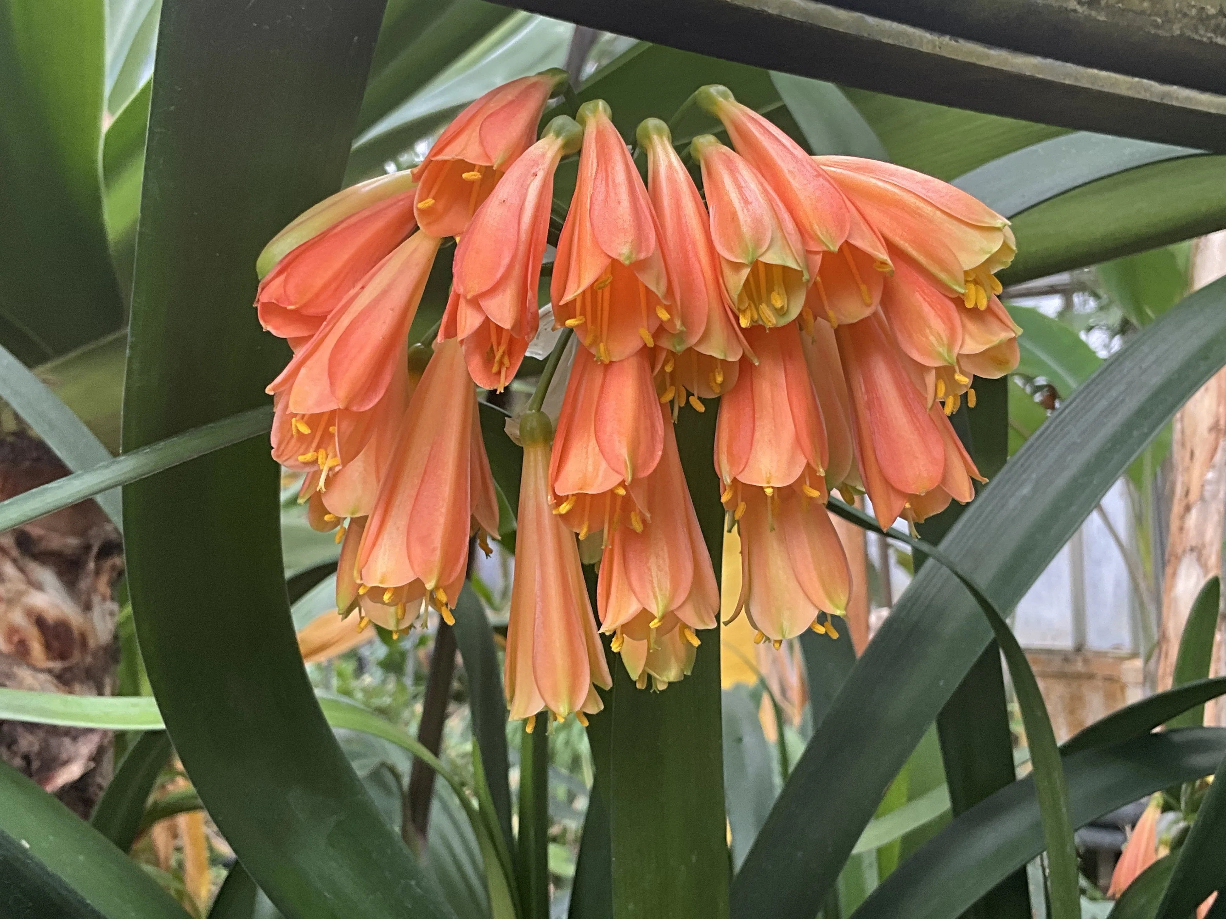 クンシラン＊ ボタン咲き ほぼ確定株 つぼみ7輪 2株立ちの開花株 
