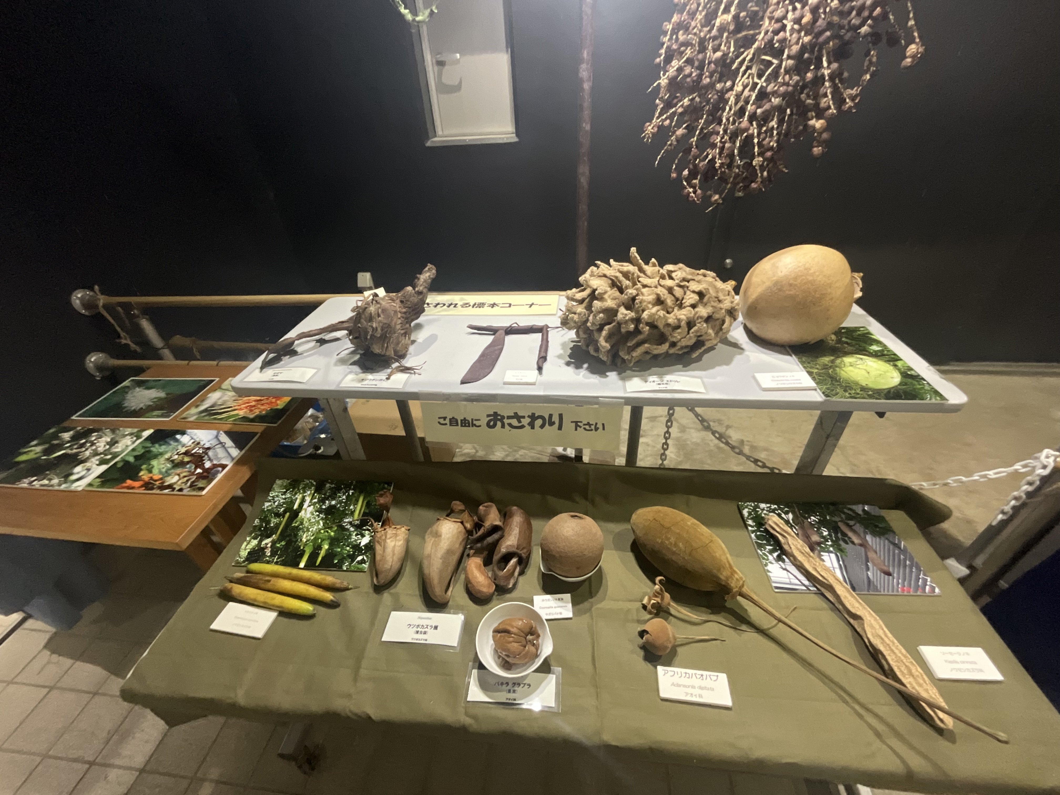 温室の植物標本の特別展示（京都府立植物園）：2026年1月30日（金