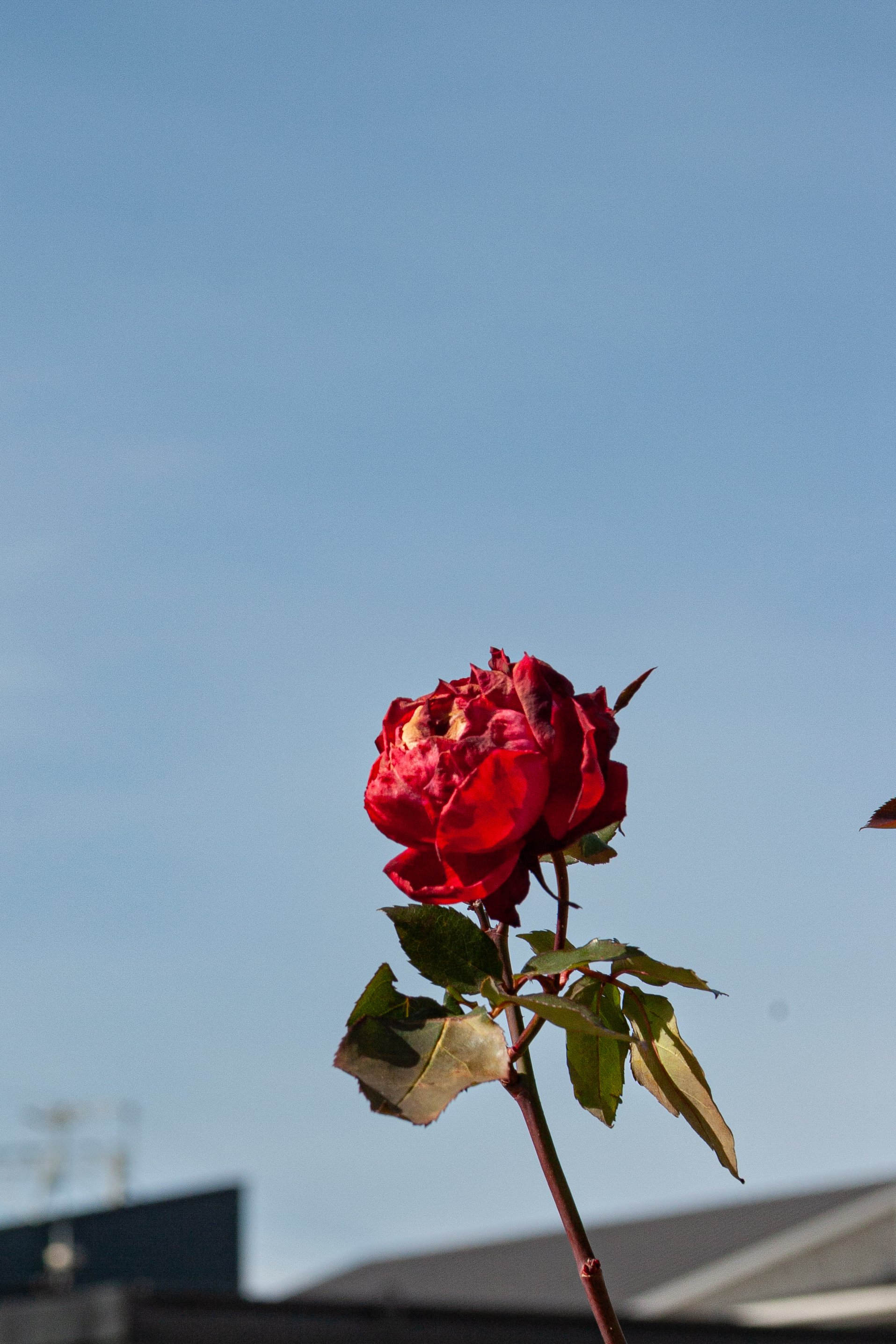 EF 75-300mmを使ってみました。｜永瀬喜久