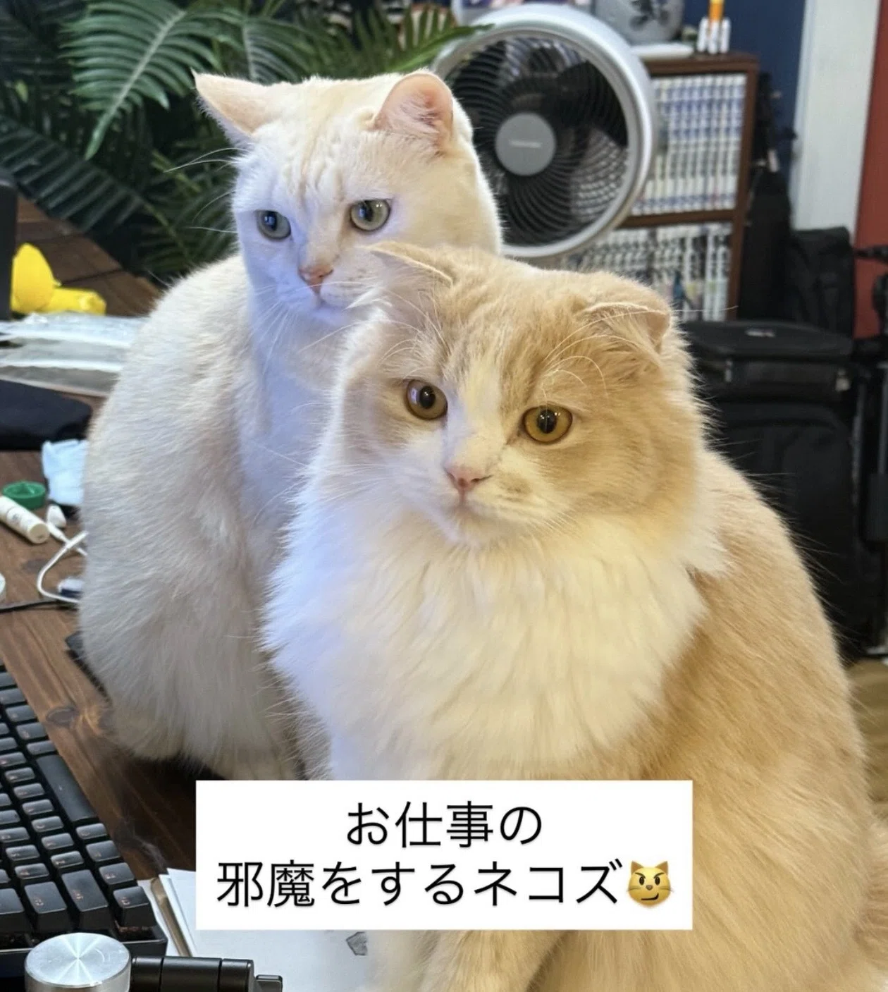 あなたのペットは大丈夫？飼い主が見落としがちな「お家の危険