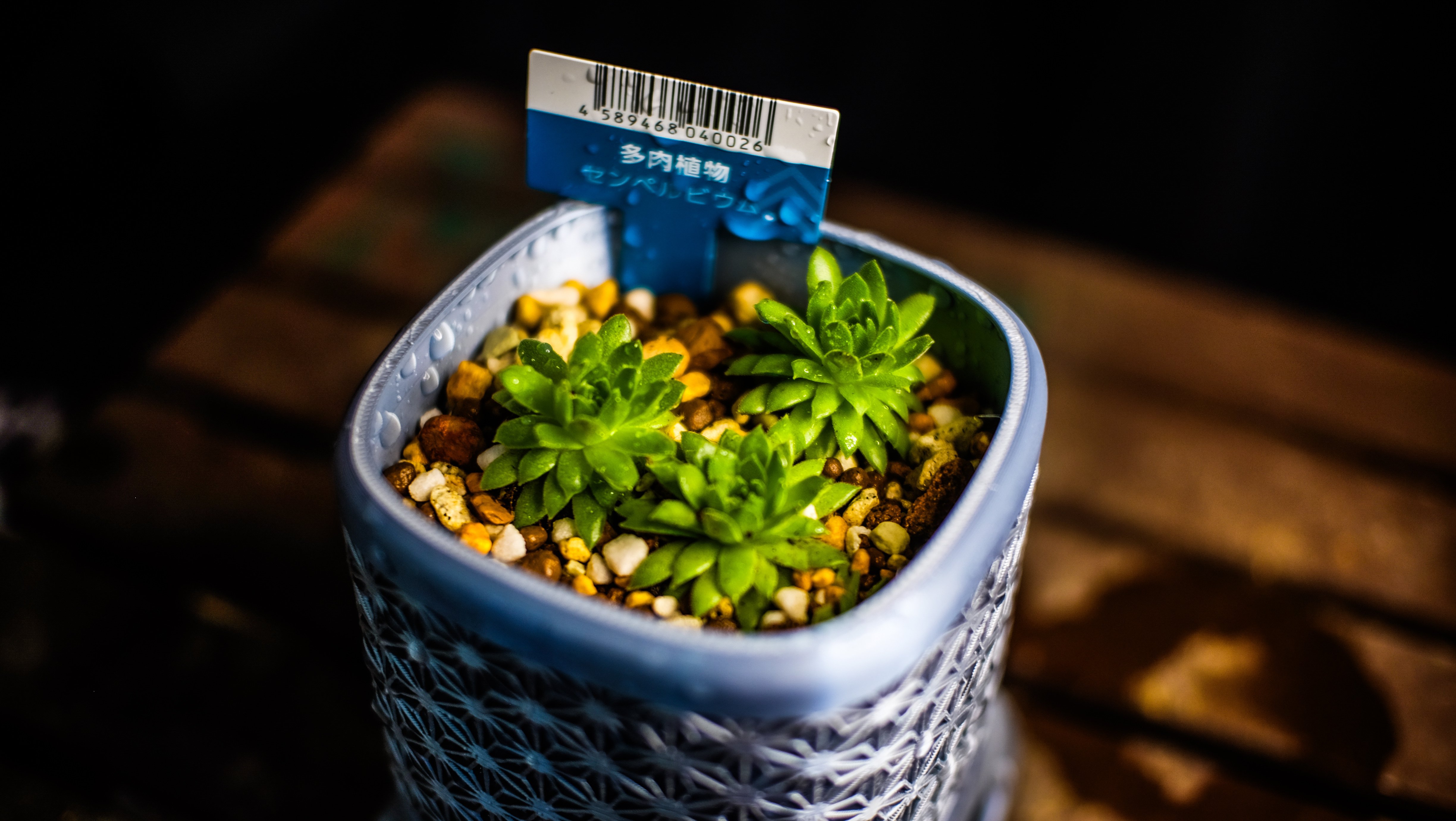 一日一鉢:センペルビューム【2026年1月30日】｜コタロー【ミドリナ