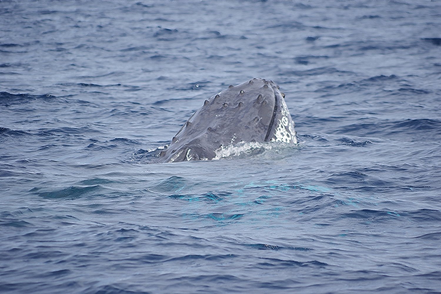 午前も午後も座間味北側は、クジラだらけ～！｜座間味村ホエール