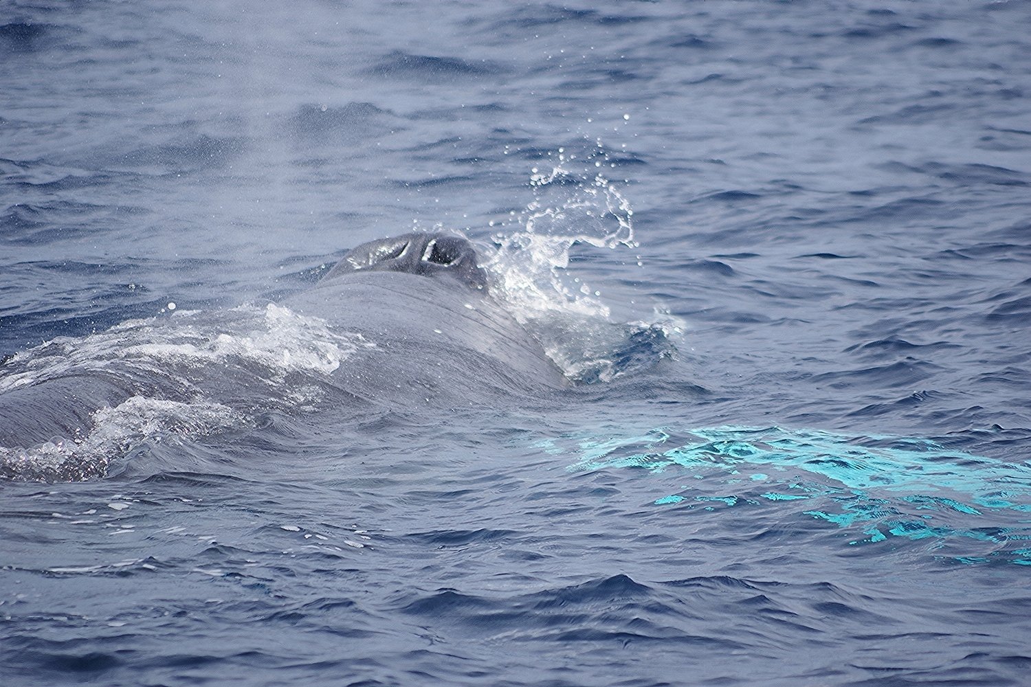 午前も午後も座間味北側は、クジラだらけ～！｜座間味村ホエール