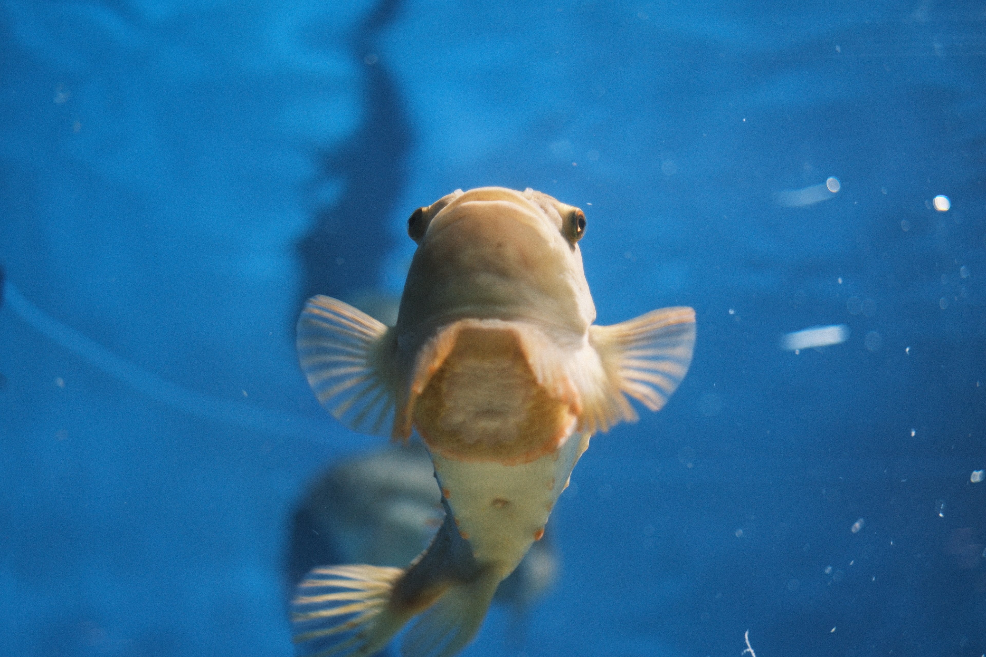 葛西臨海公園水族園を写真散歩【FUJIFILM×オールドレンズ】｜藤田のん