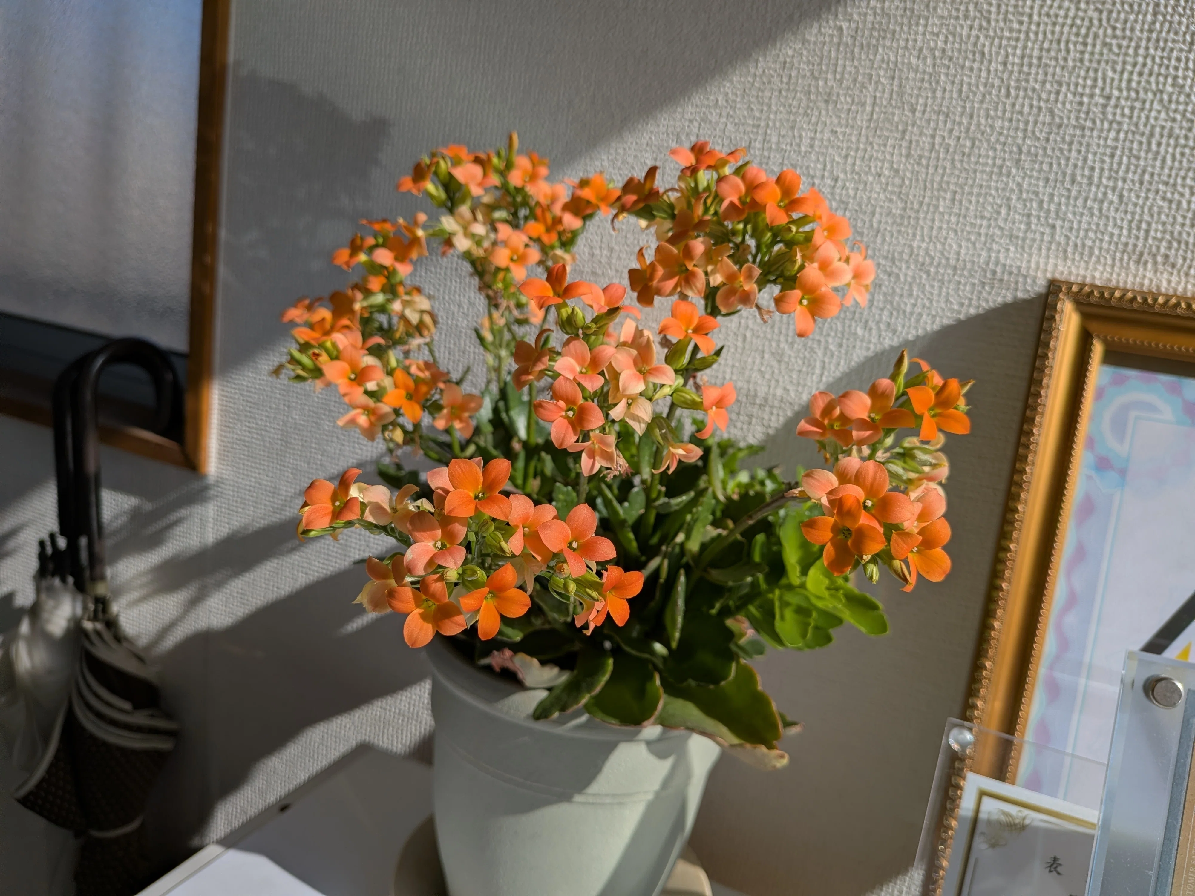 カランコエ、幸福を告げる花｜霧島 寅太之助