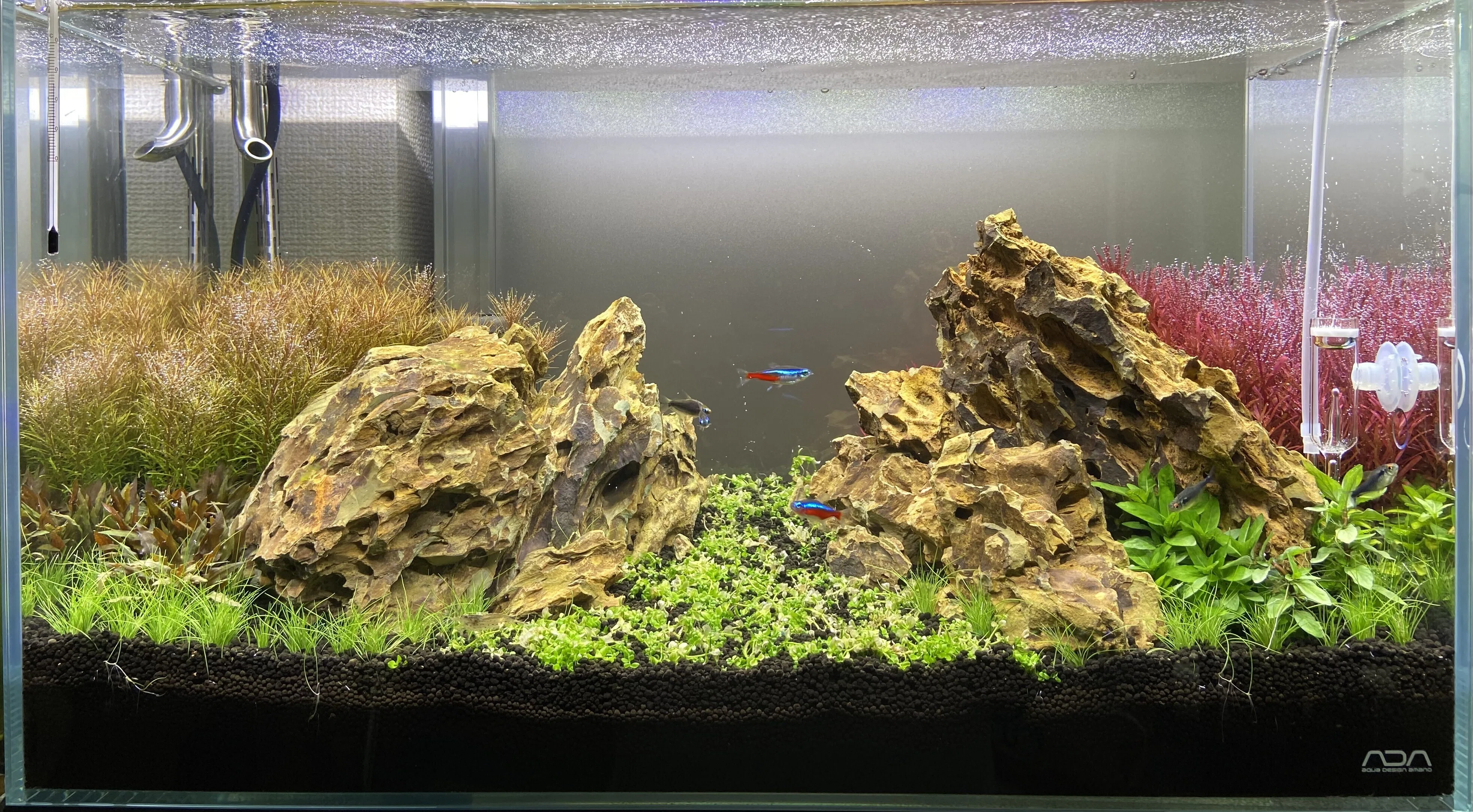 アクアリウム　60 アクアリウム】60cm水槽の経過報告③｜たけのこ@サイドFIRE準備中