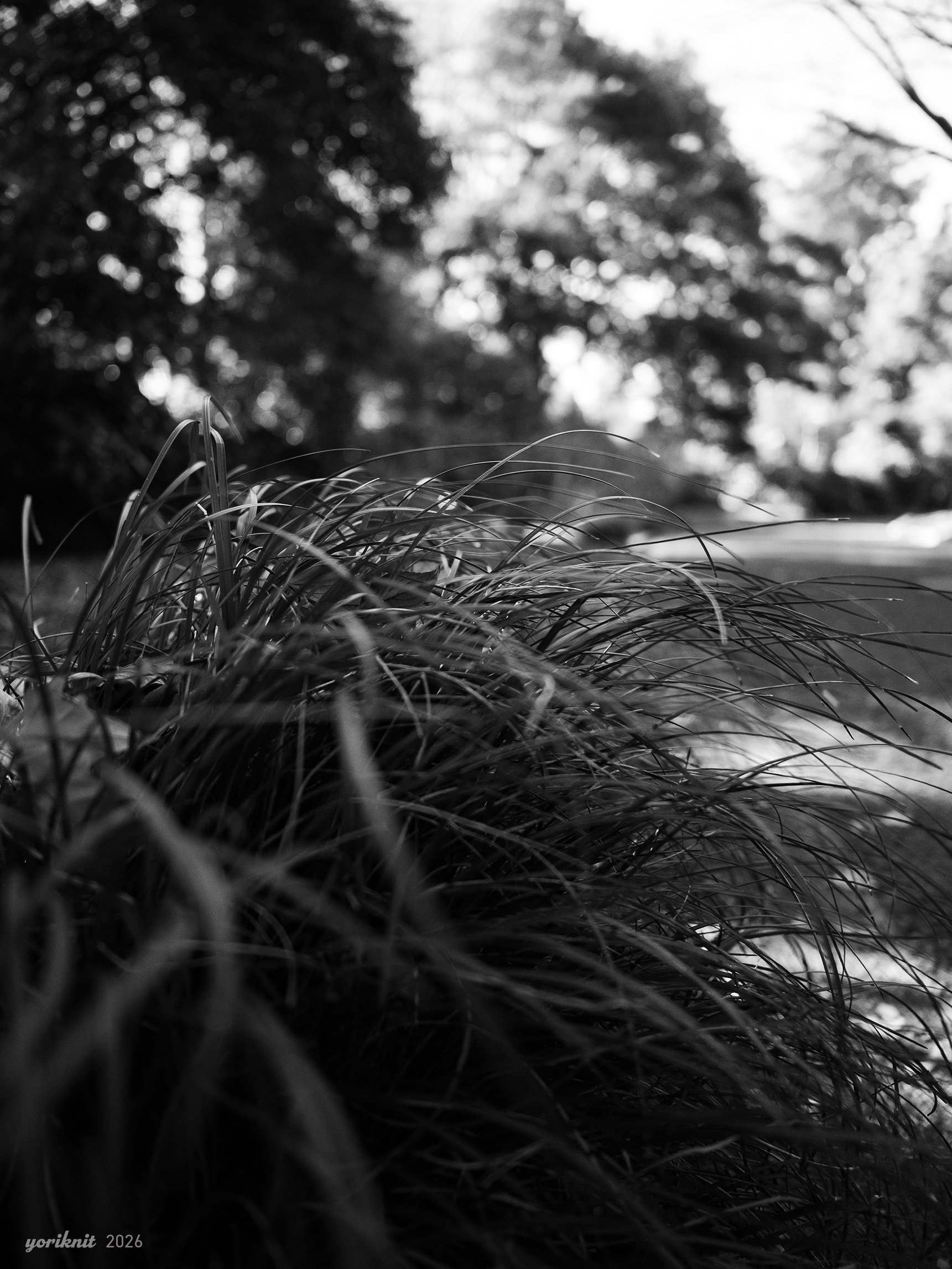 白黒とか、風景スナップとか。 ｜ Lumix G9 ProII（G9M2）｜yoriknit