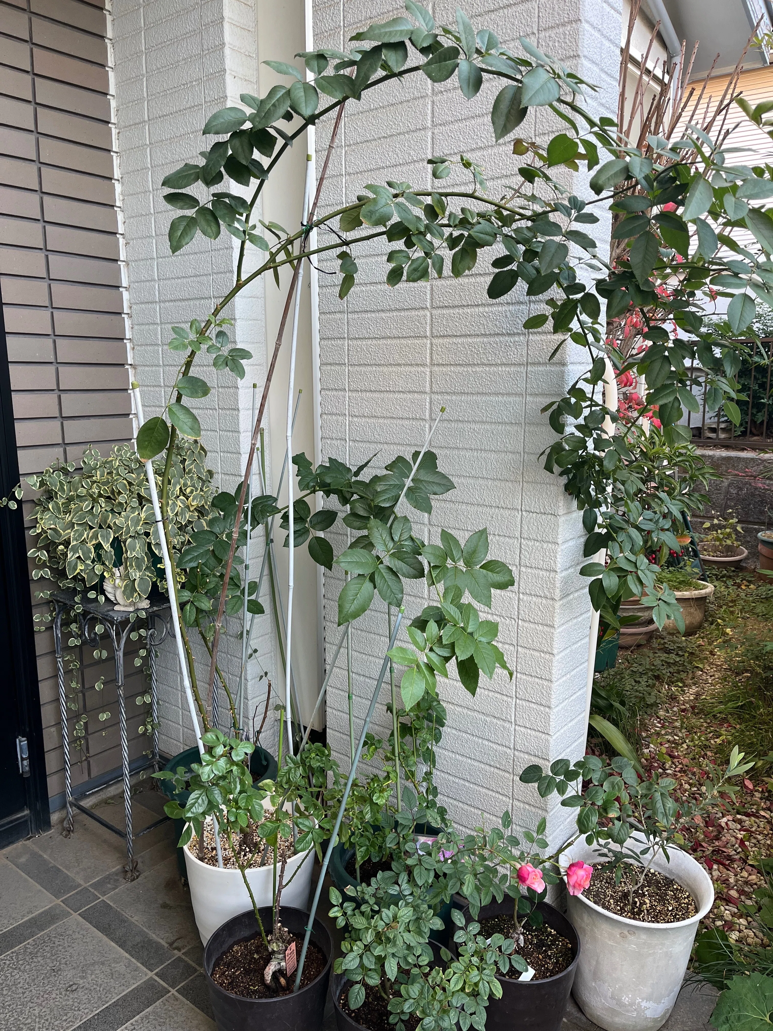 初めてのつるバラ誘引 〜 ピエールドゥロンサール｜Strelitzia