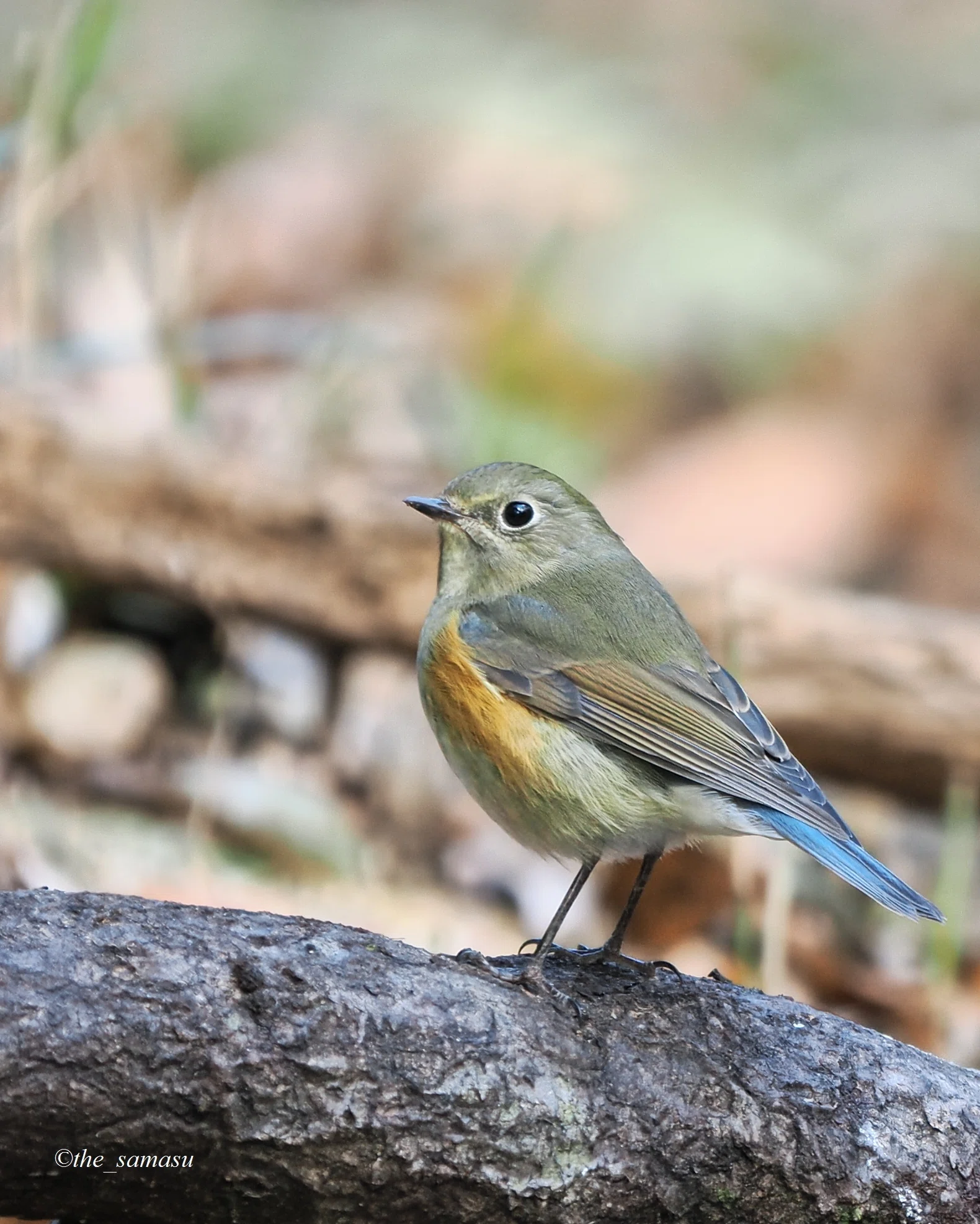 身近な鳥さん】#02｜ルリビタキ若オス｜Birding｜バードウォッチング