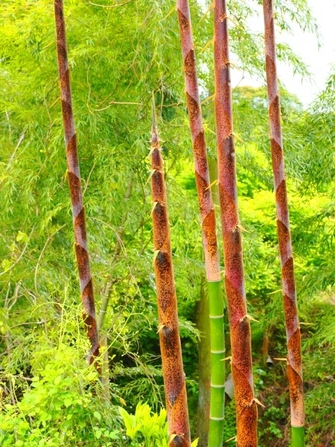 【週末投稿】つれづれ有用植物#328(イネ科竹亜科 タケ連)|PinguBanana