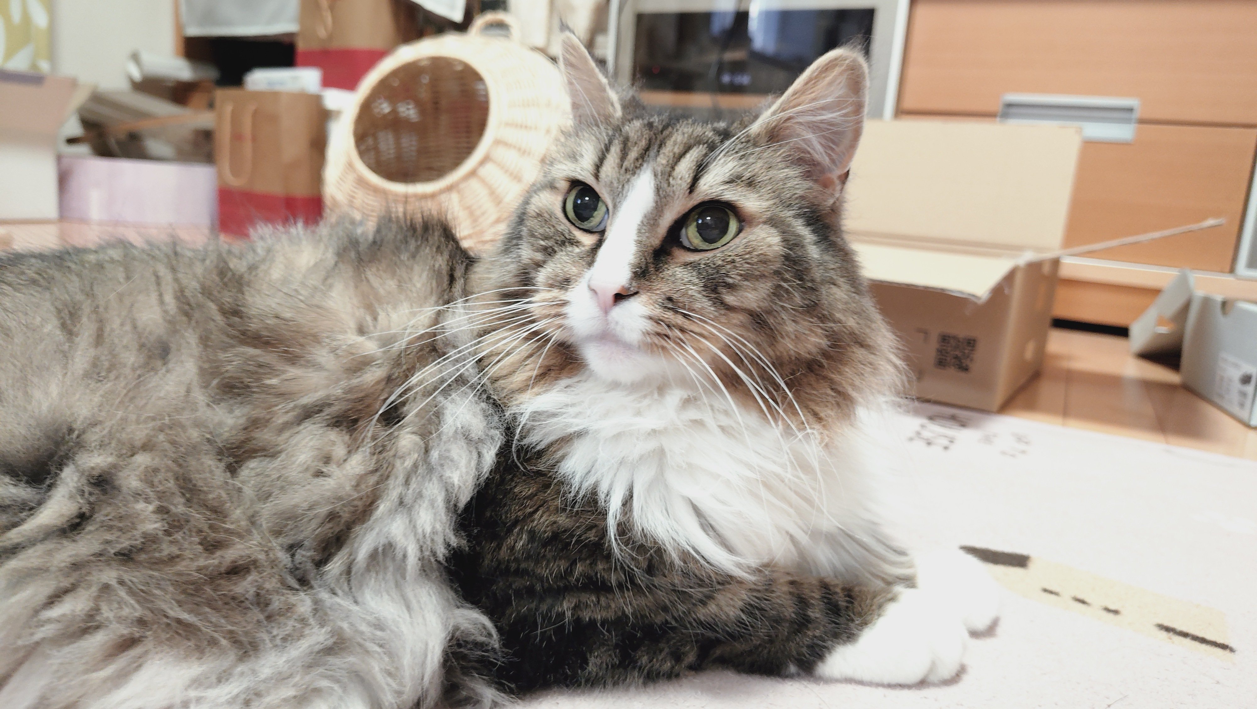 今日のひとしずく 2026/1/31｜もふもふの極み！長毛種の猫と暮らすと