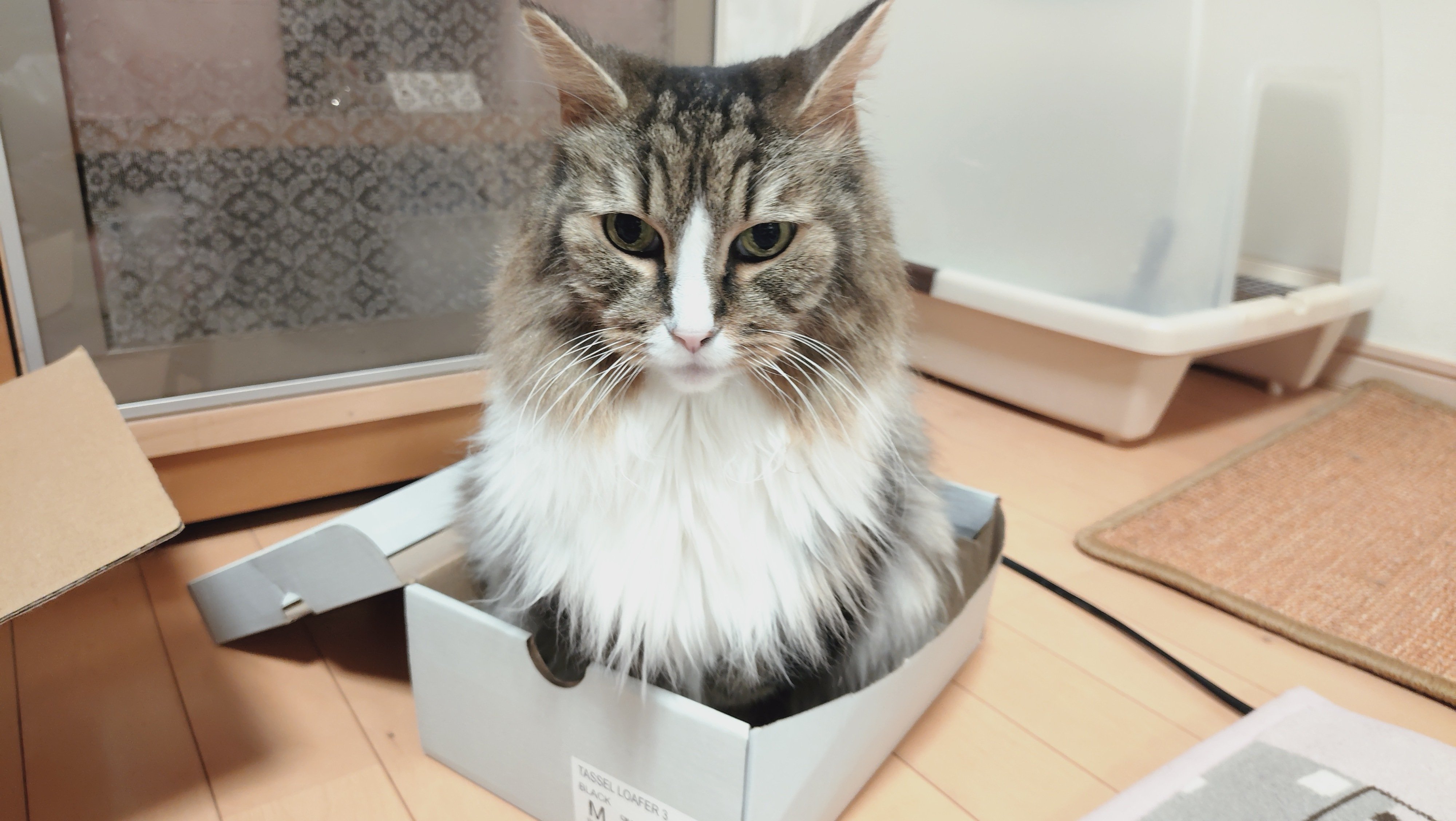 今日のひとしずく 2026/1/31｜もふもふの極み！長毛種の猫と暮らすと