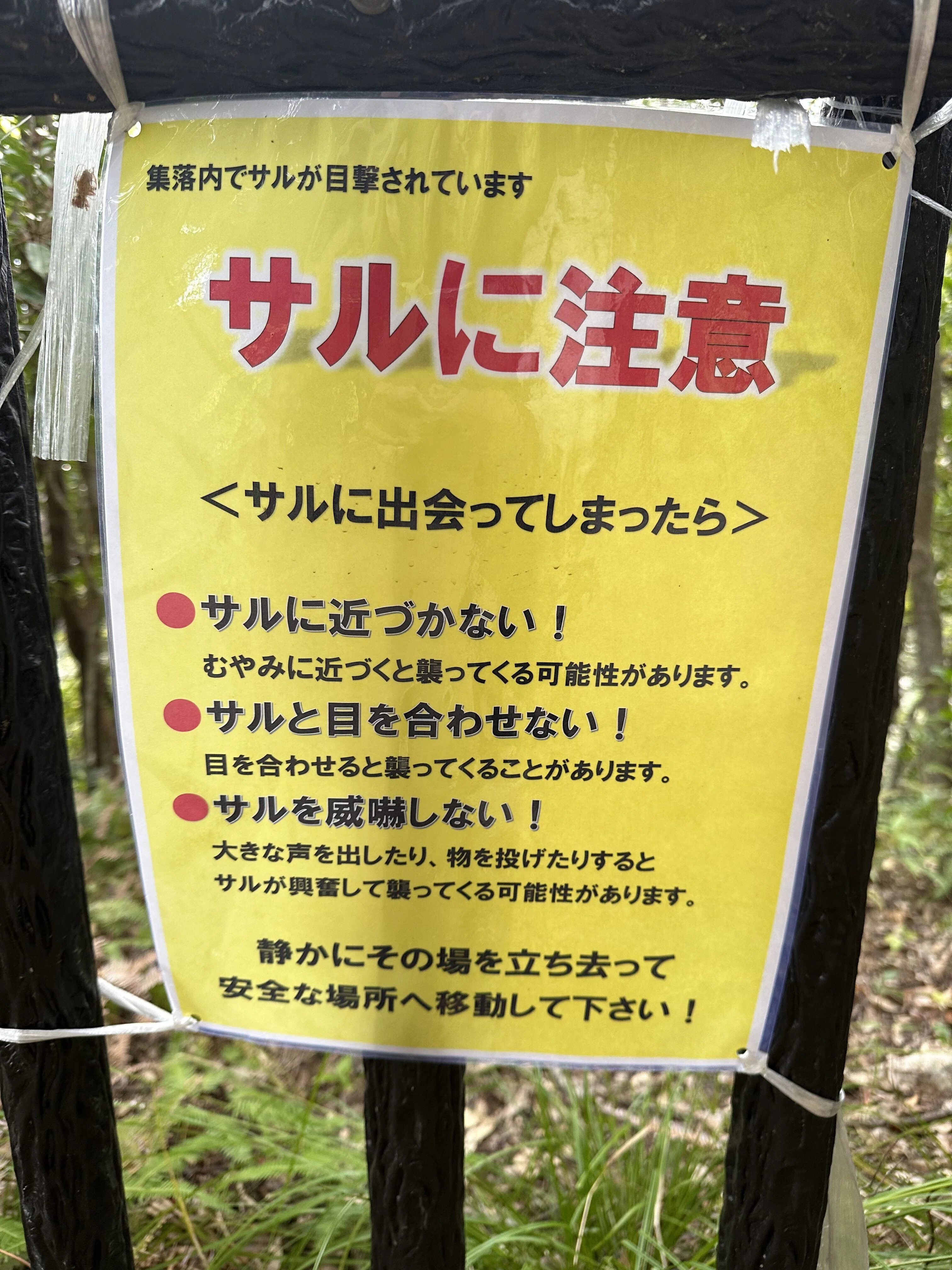 猿に食べ物を与えないことは難しい」｜コーチさやか