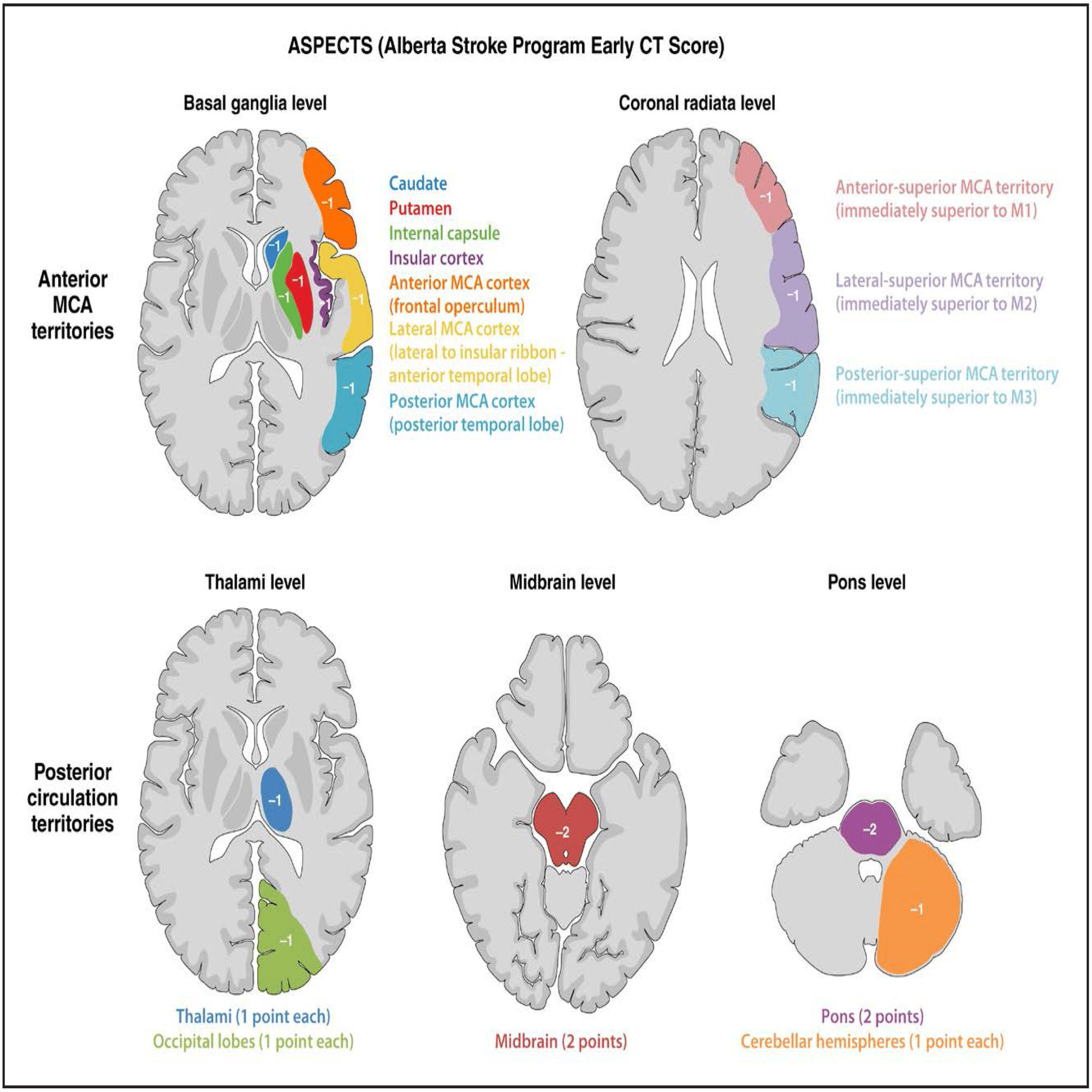 2026 Guideline for the Early Management ofPatients With Acute