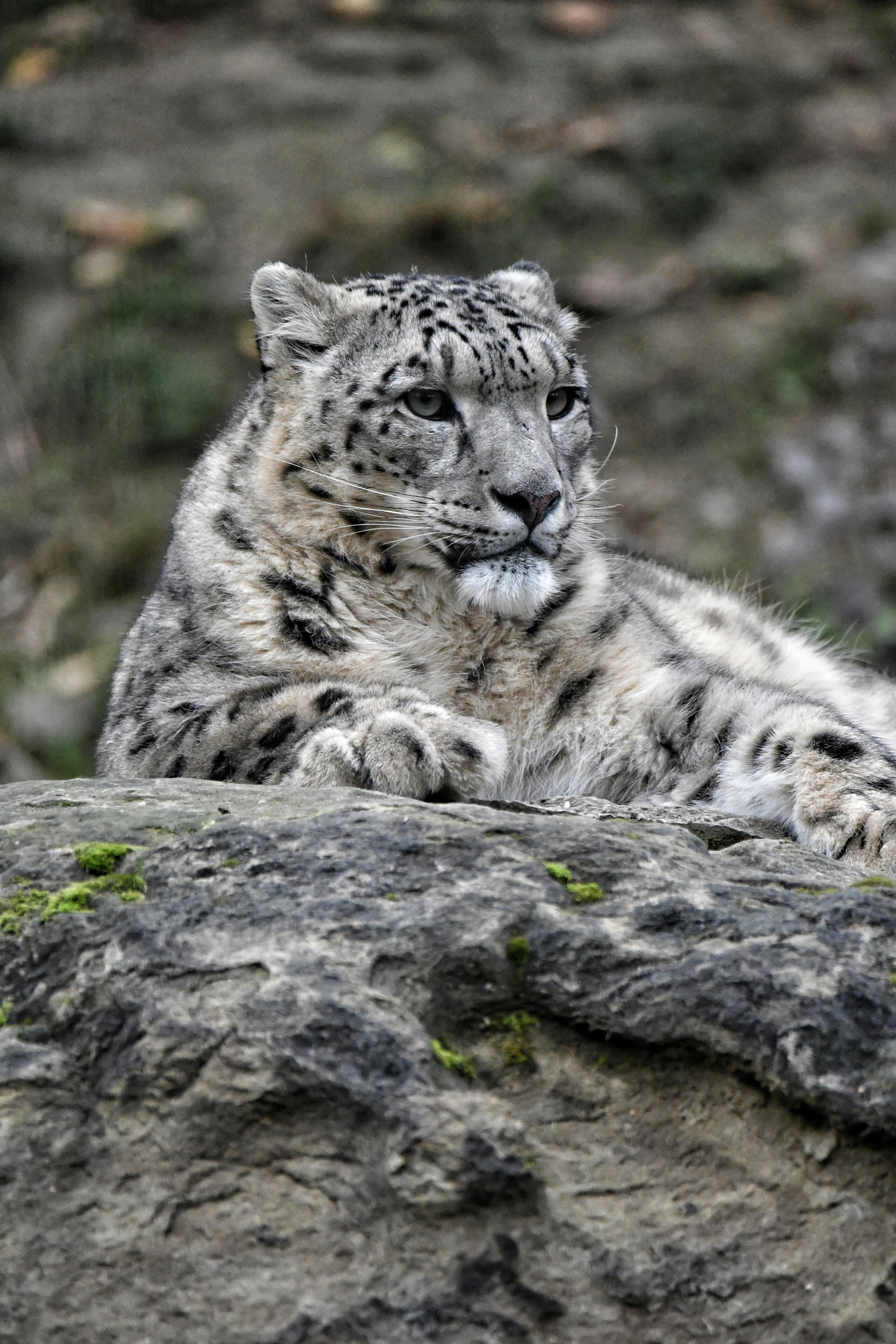 聖なるユキヒョウ The Sacred Snow Leopard｜Toshii Miyabara