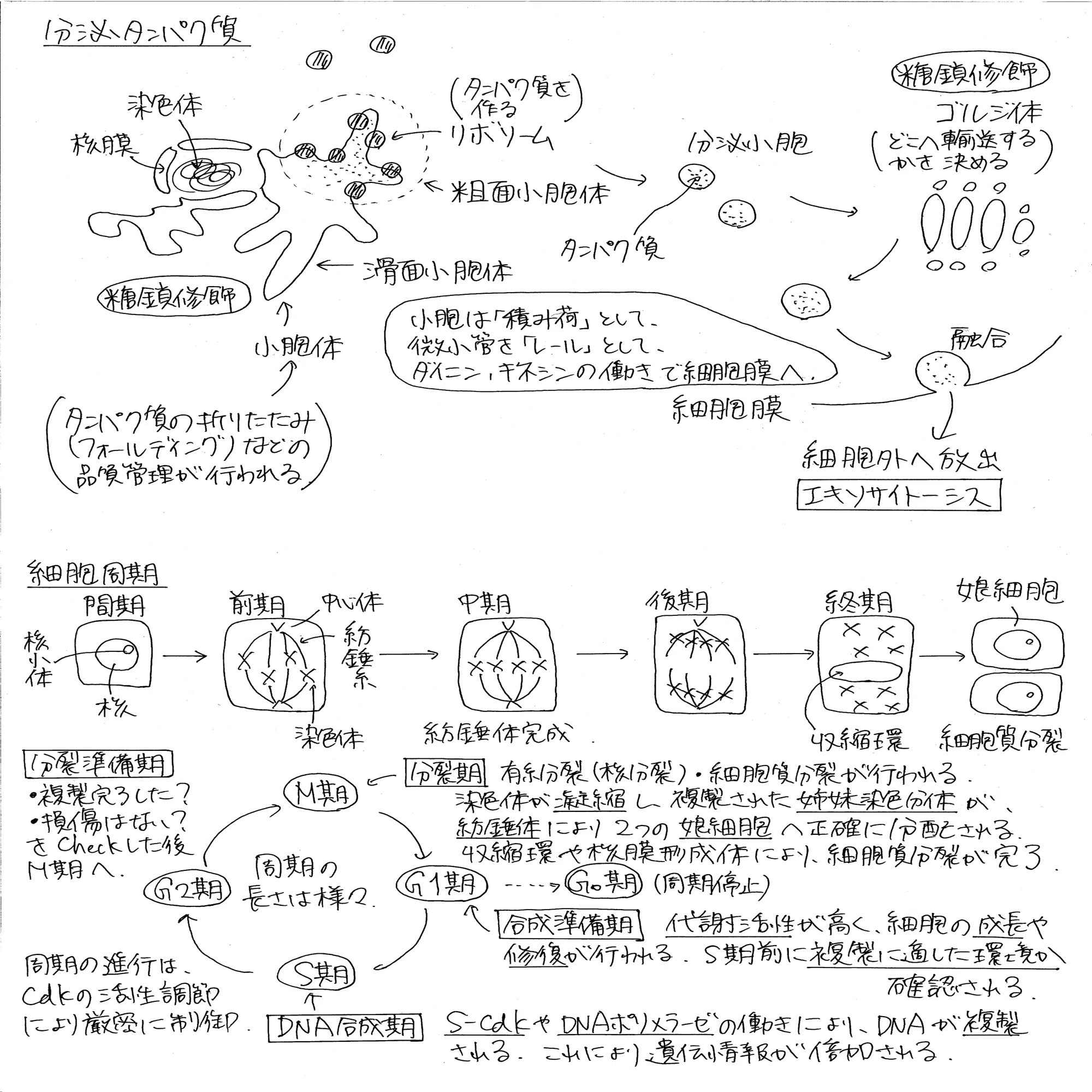 細胞と分子の基礎生物学・対策｜NeoInstagramer
