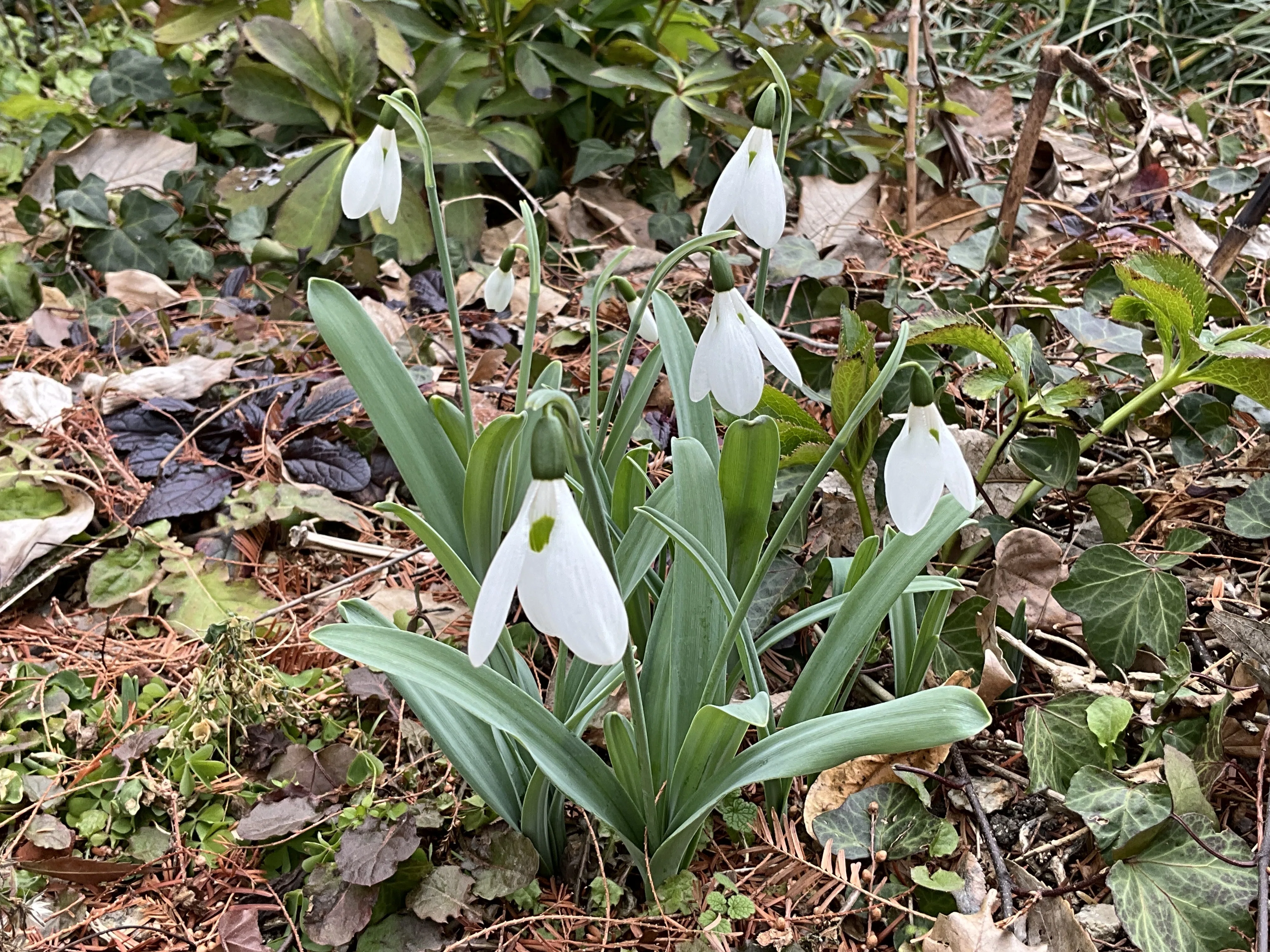 スノードロップ（京都府立植物園）：2026年1月22日（木）｜藤井秀昭