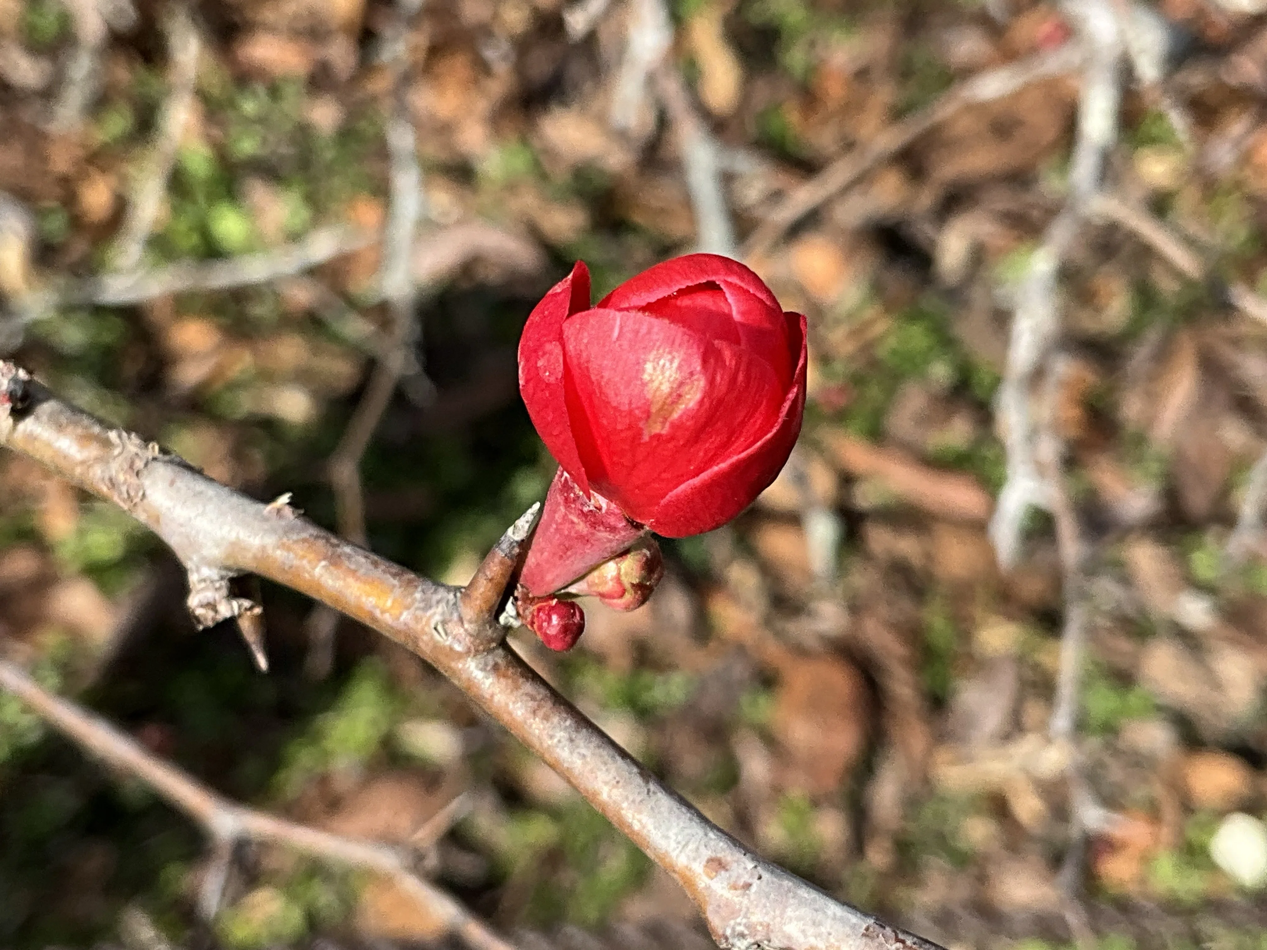 木瓜の花がひとつ二つ（京都府立植物園）：2026年2月2日（月）｜藤井