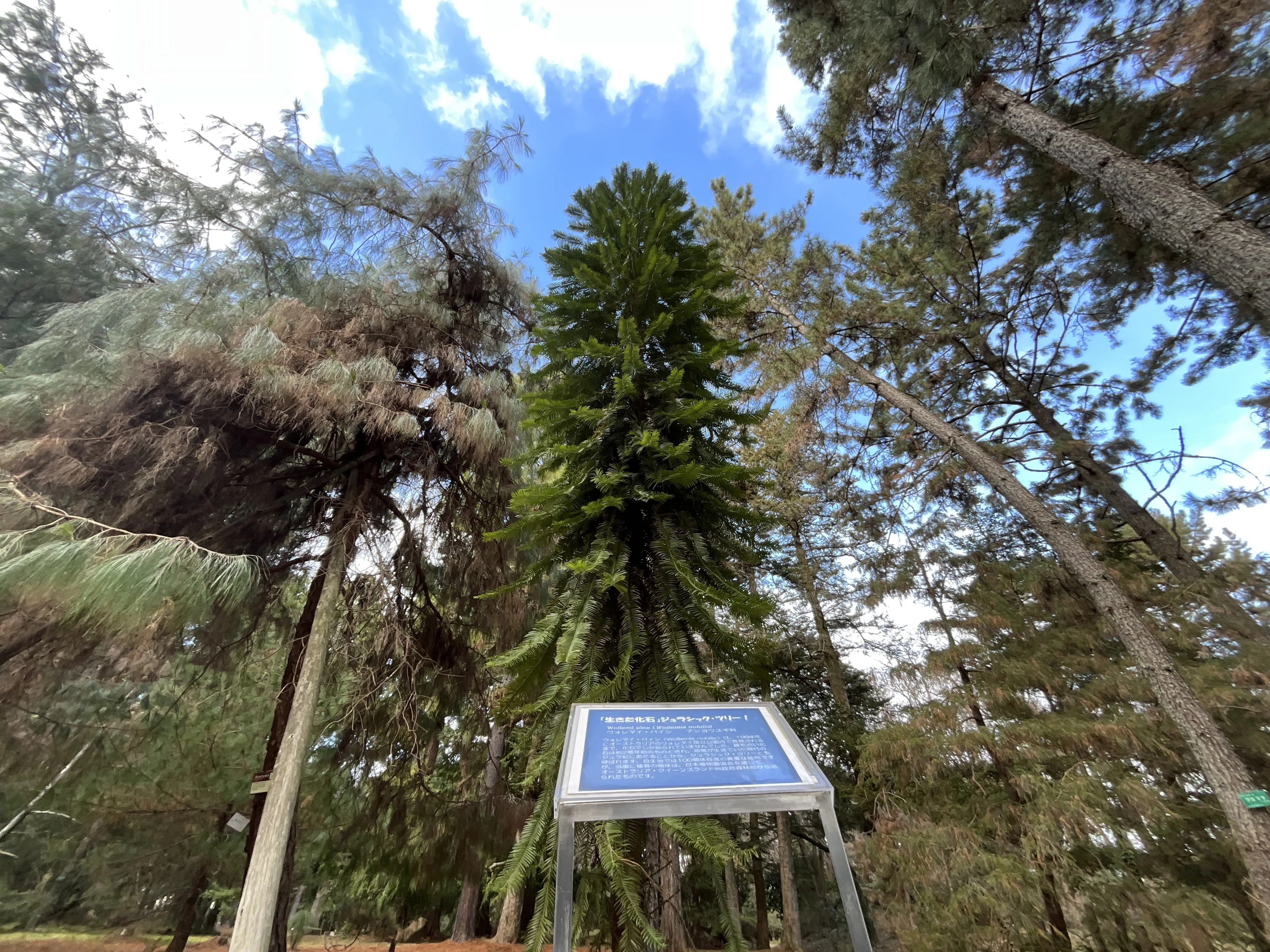 千年都市に現れた二億年のウォレマイ・パイン（京都府立植物園）No.20