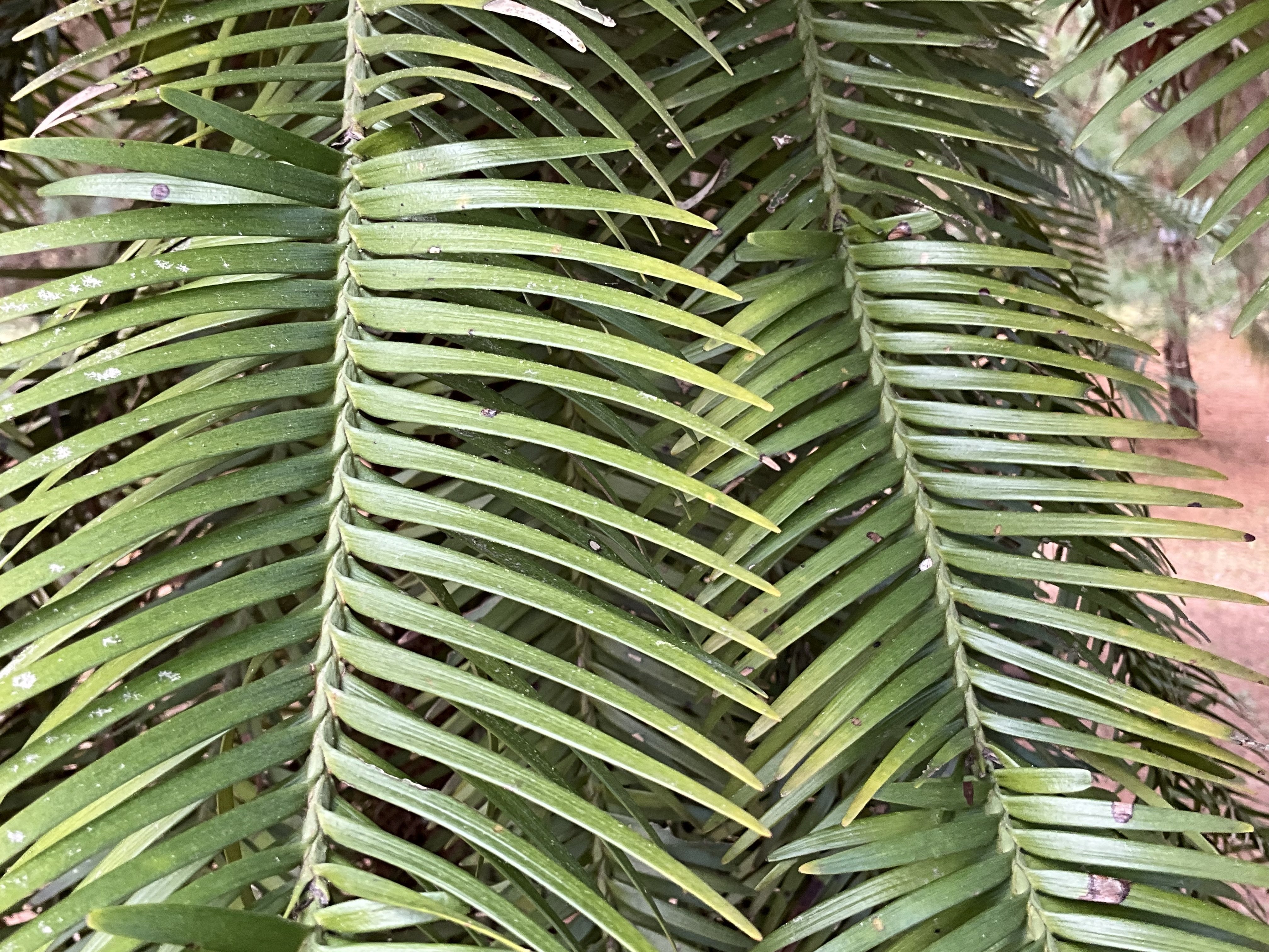 千年都市に現れた二億年のウォレマイ・パイン（京都府立植物園）No.20