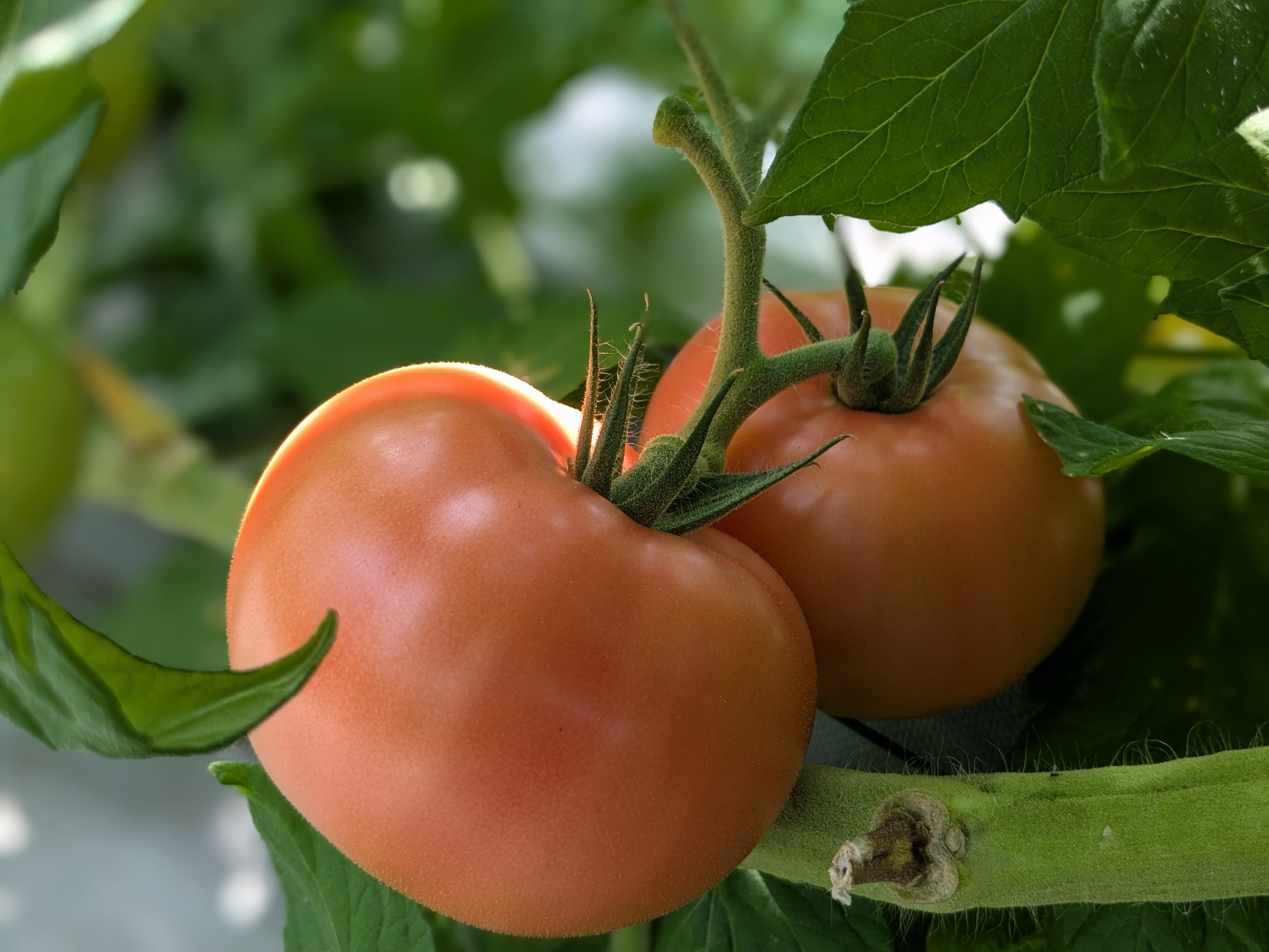 農家インタビュー】新規就農1年目！愛知県設楽町のトマト農家・大久保