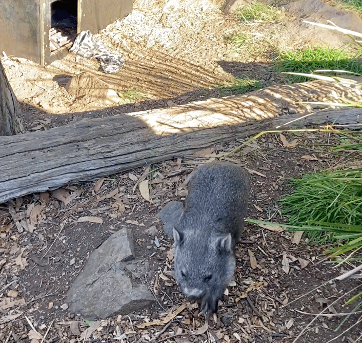 ウォンバット あの子達は居たのか？新入りウォンバットの故郷｜STUDIO-OTOMARU