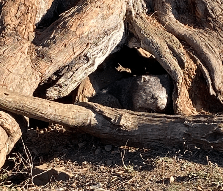 あの子達は居たのか？新入りウォンバットの故郷｜STUDIO-OTOMARU