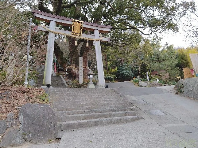 花便り＞玉祖神社の水仙畑「花香郷」｜清愁