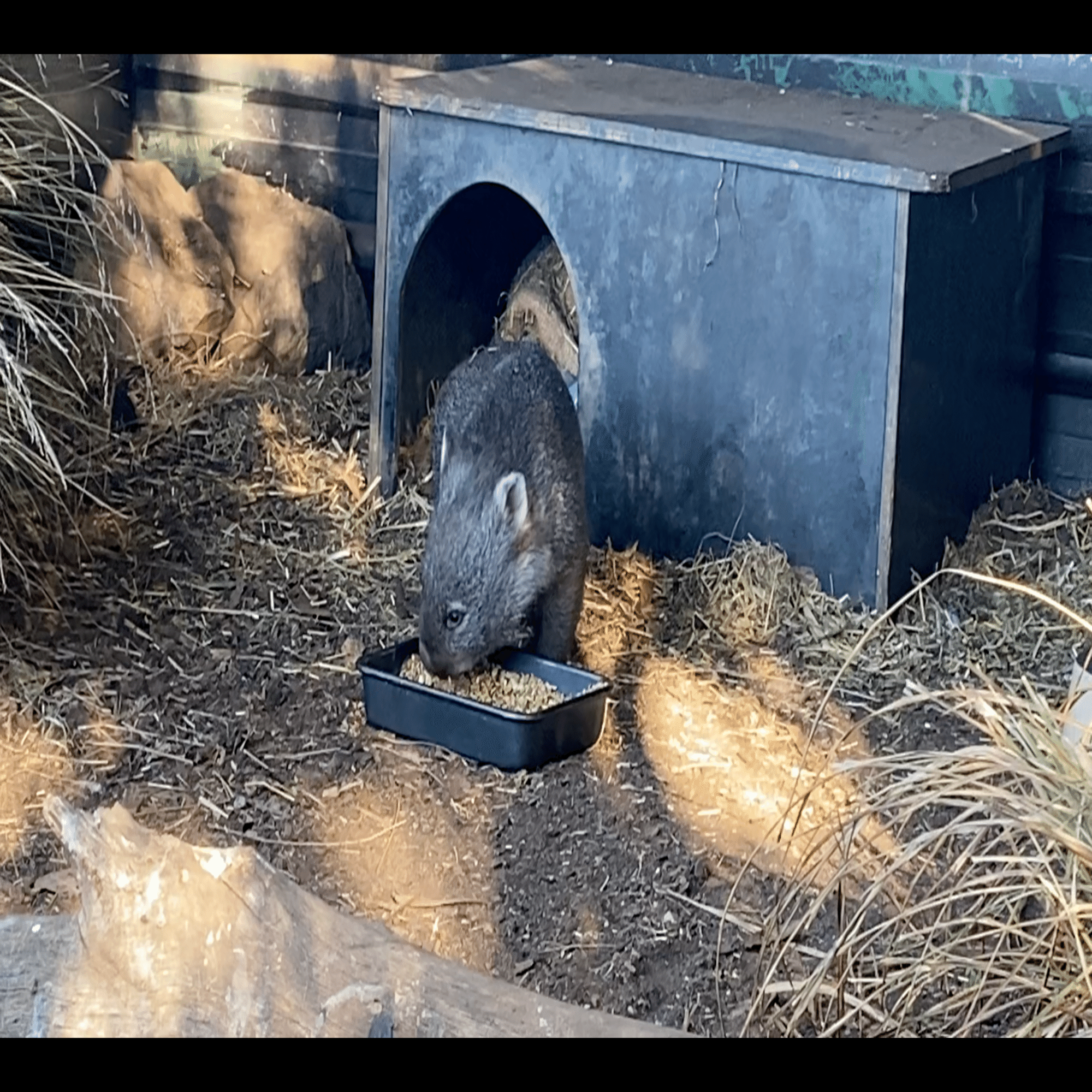 あの子達は居たのか？新入りウォンバットの故郷｜STUDIO-OTOMARU