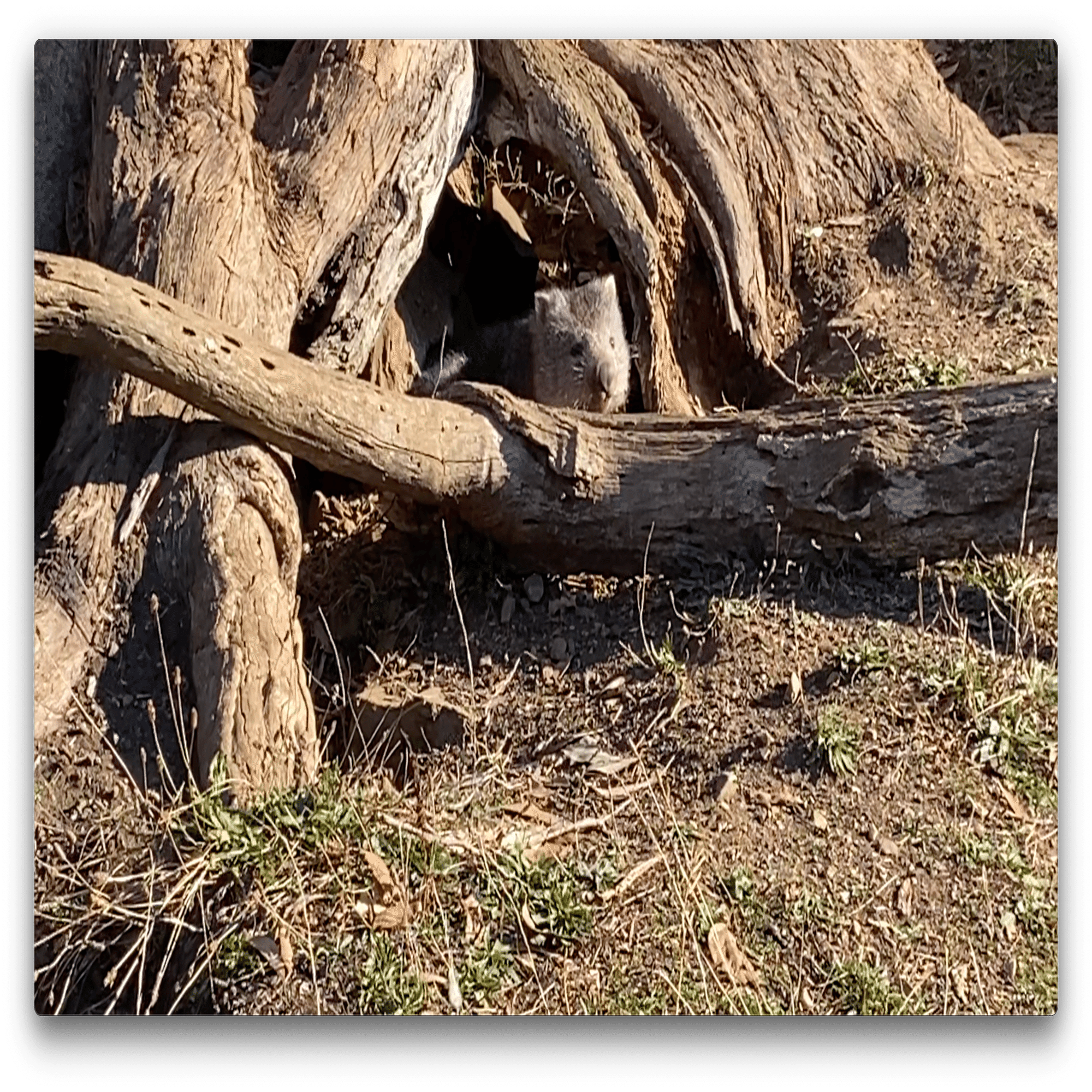 あの子達は居たのか？新入りウォンバットの故郷｜STUDIO-OTOMARU