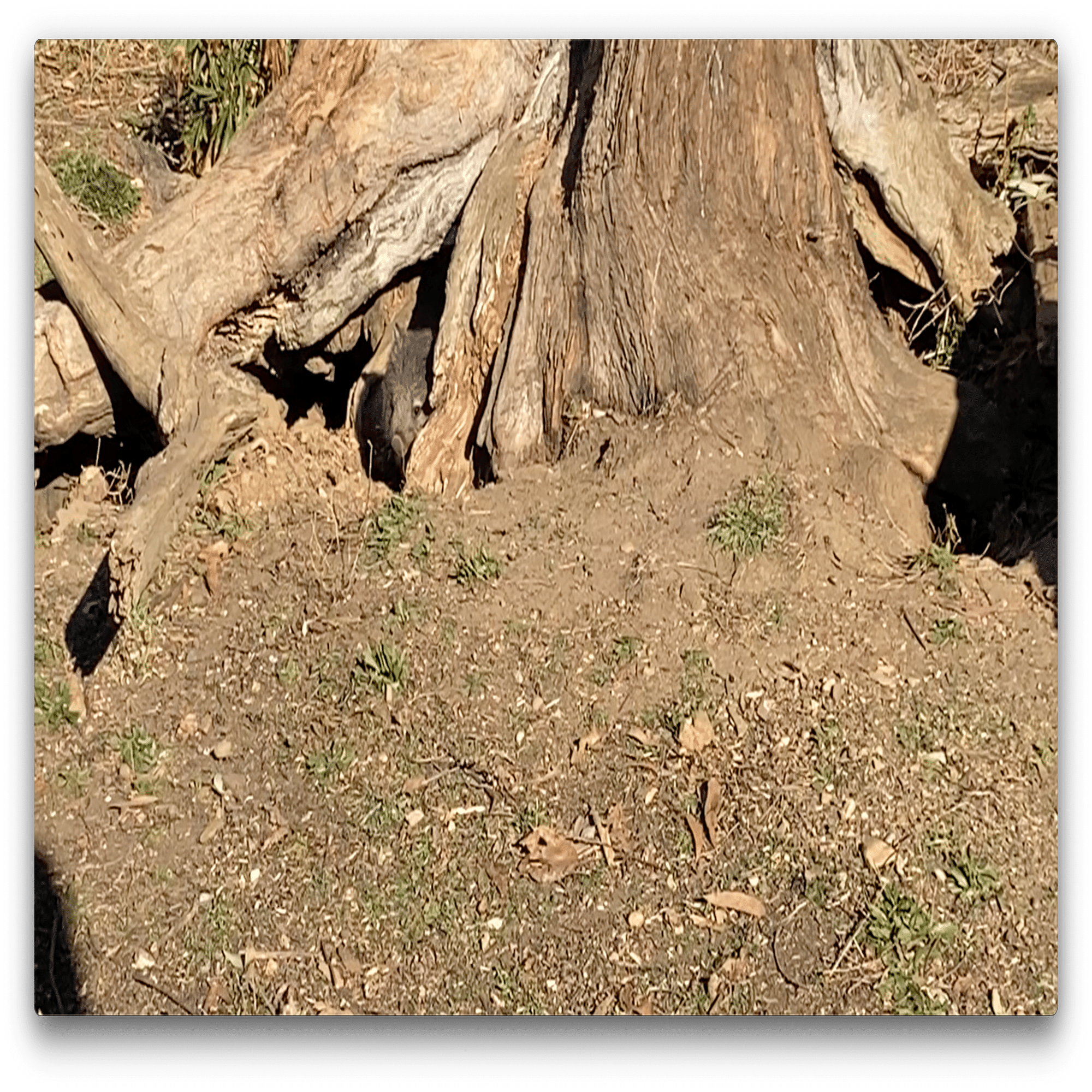 あの子達は居たのか？新入りウォンバットの故郷｜STUDIO-OTOMARU