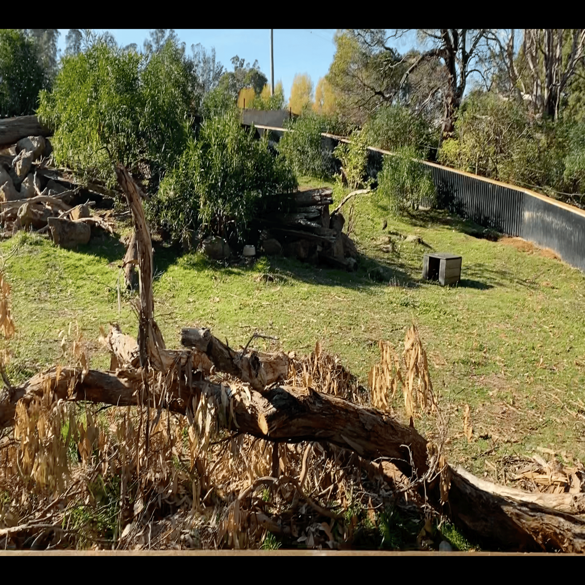 あの子達は居たのか？新入りウォンバットの故郷｜STUDIO-OTOMARU