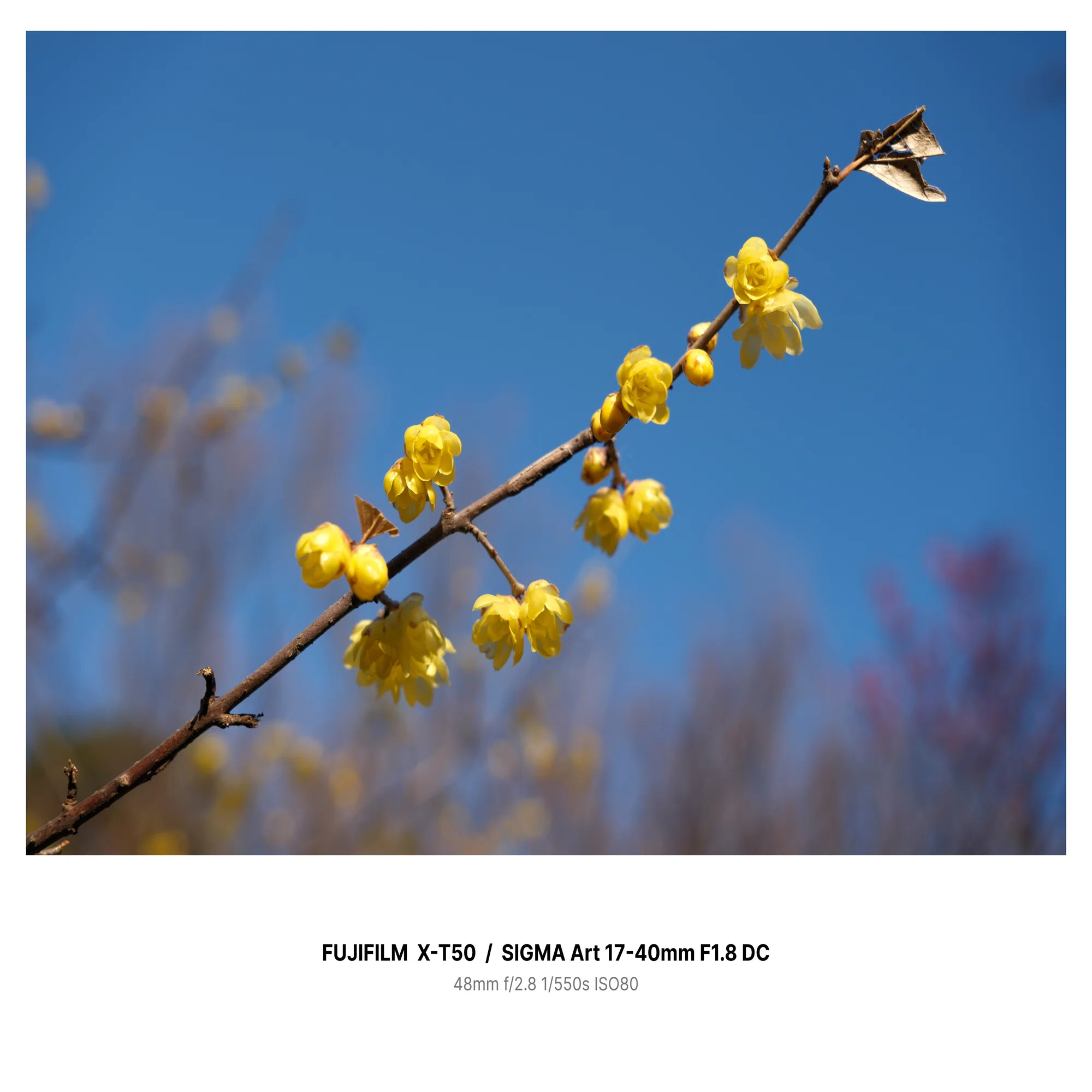単焦点3本分？SIGMA 17-40mm F1.8 DC［Xマウント］レビュー【作例あり 