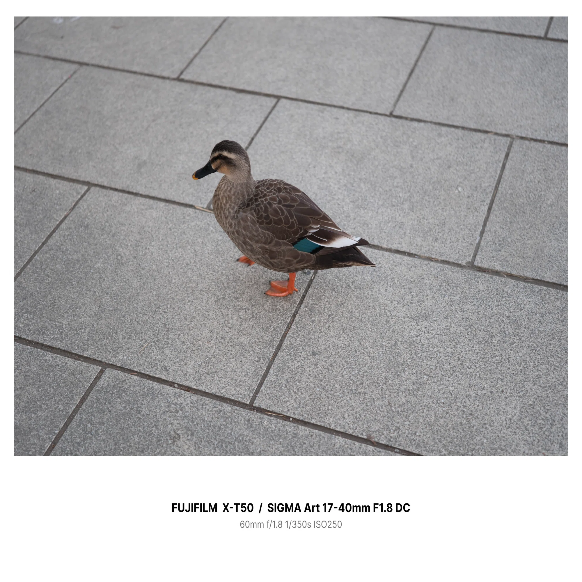 単焦点3本分？SIGMA 17-40mm F1.8 DC［Xマウント］レビュー【作例あり 