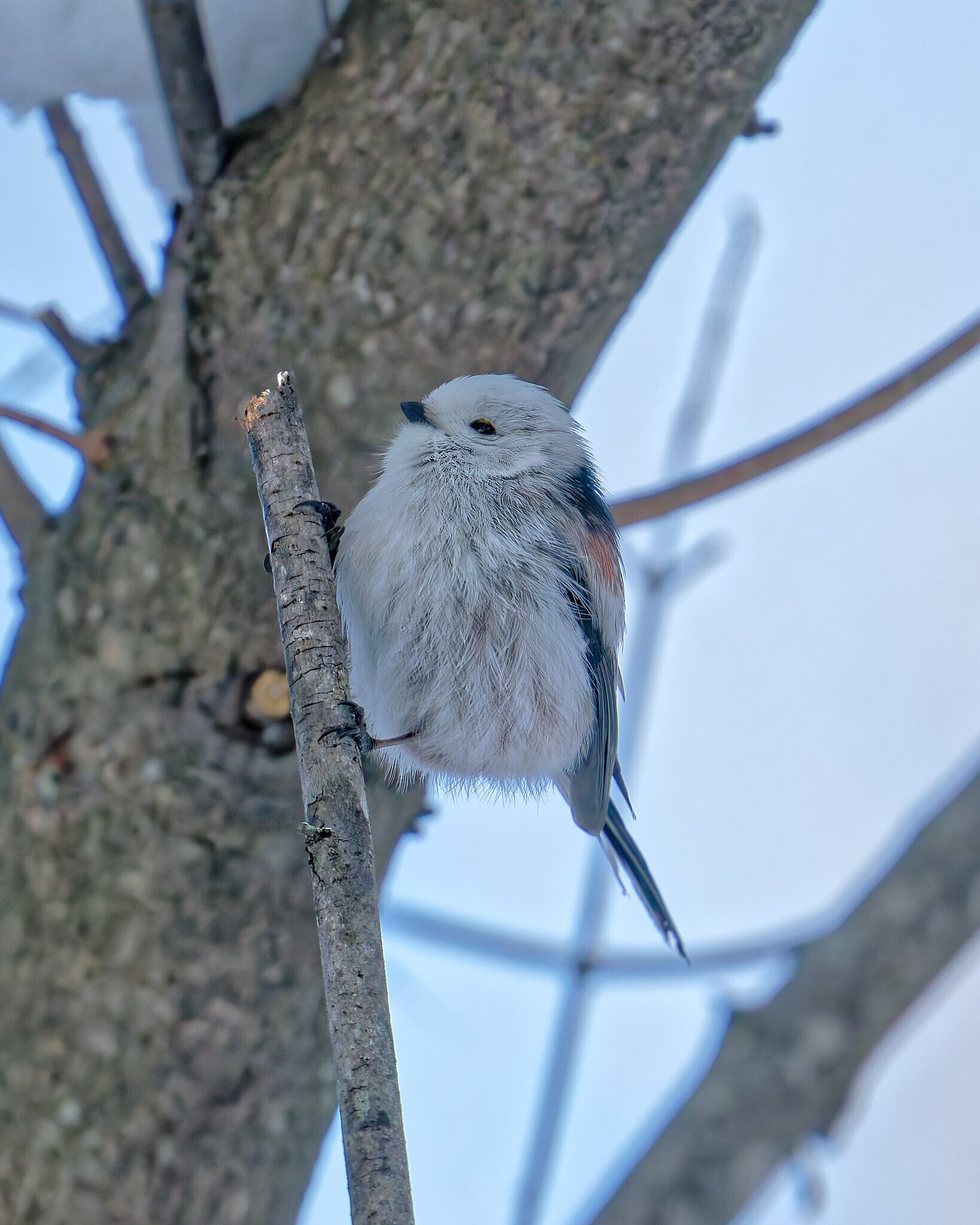 自分が可愛いことわかってる小鳥【シマエナガ】｜詢