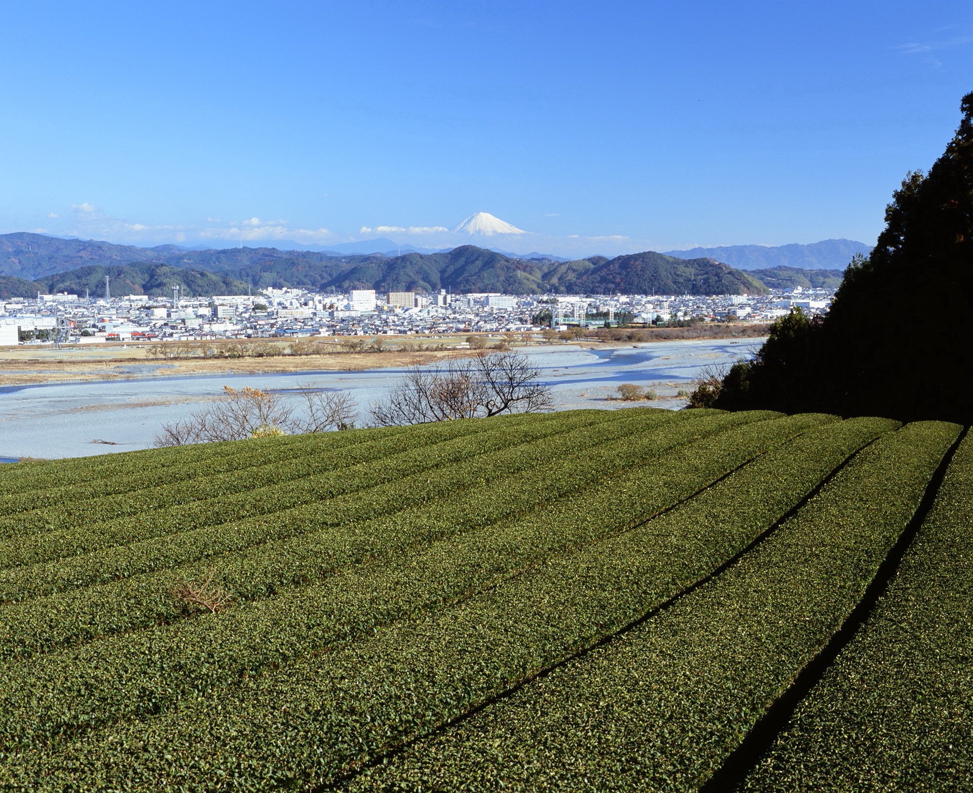 島田の茶畑から眺める冬の富士山 ～撮影旅行よもやま話集～｜綺麗な