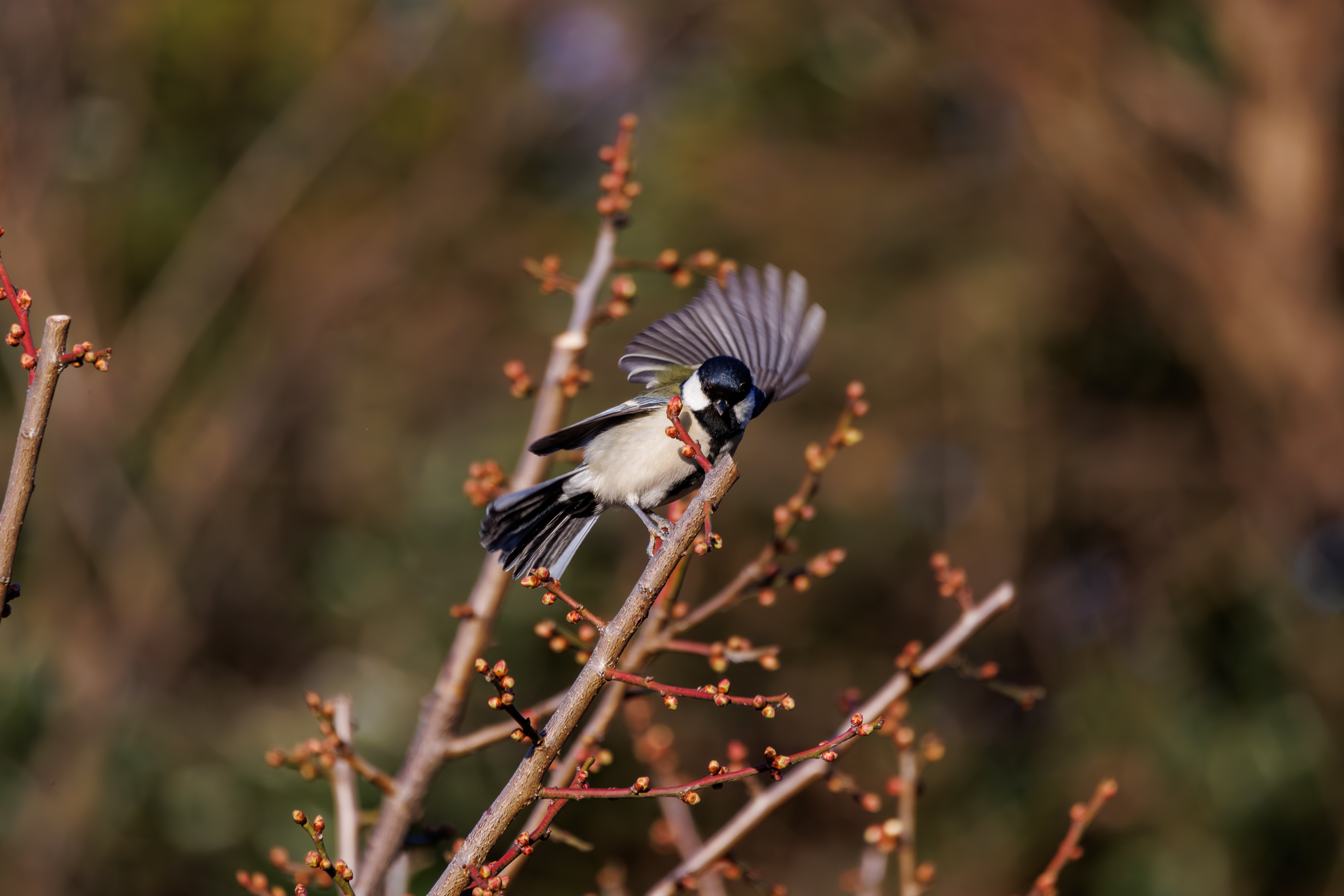 葛西臨海公園_20260131｜nakasank