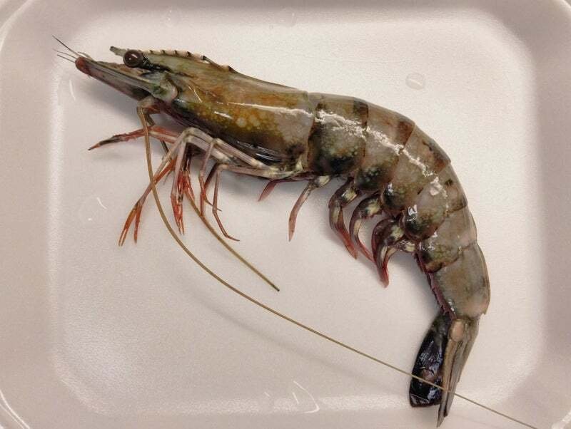 ウシエビの剥製を作ってみた｜魚道部！/ 剥製師 力石眞弘 (ﾁｶﾗｲｼ ﾏｻﾋﾛ)