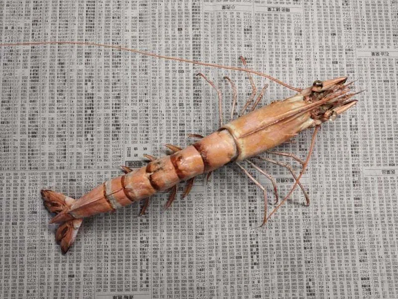 ウシエビの剥製を作ってみた｜魚道部！/ 剥製師 力石眞弘 (ﾁｶﾗｲｼ ﾏｻﾋﾛ)