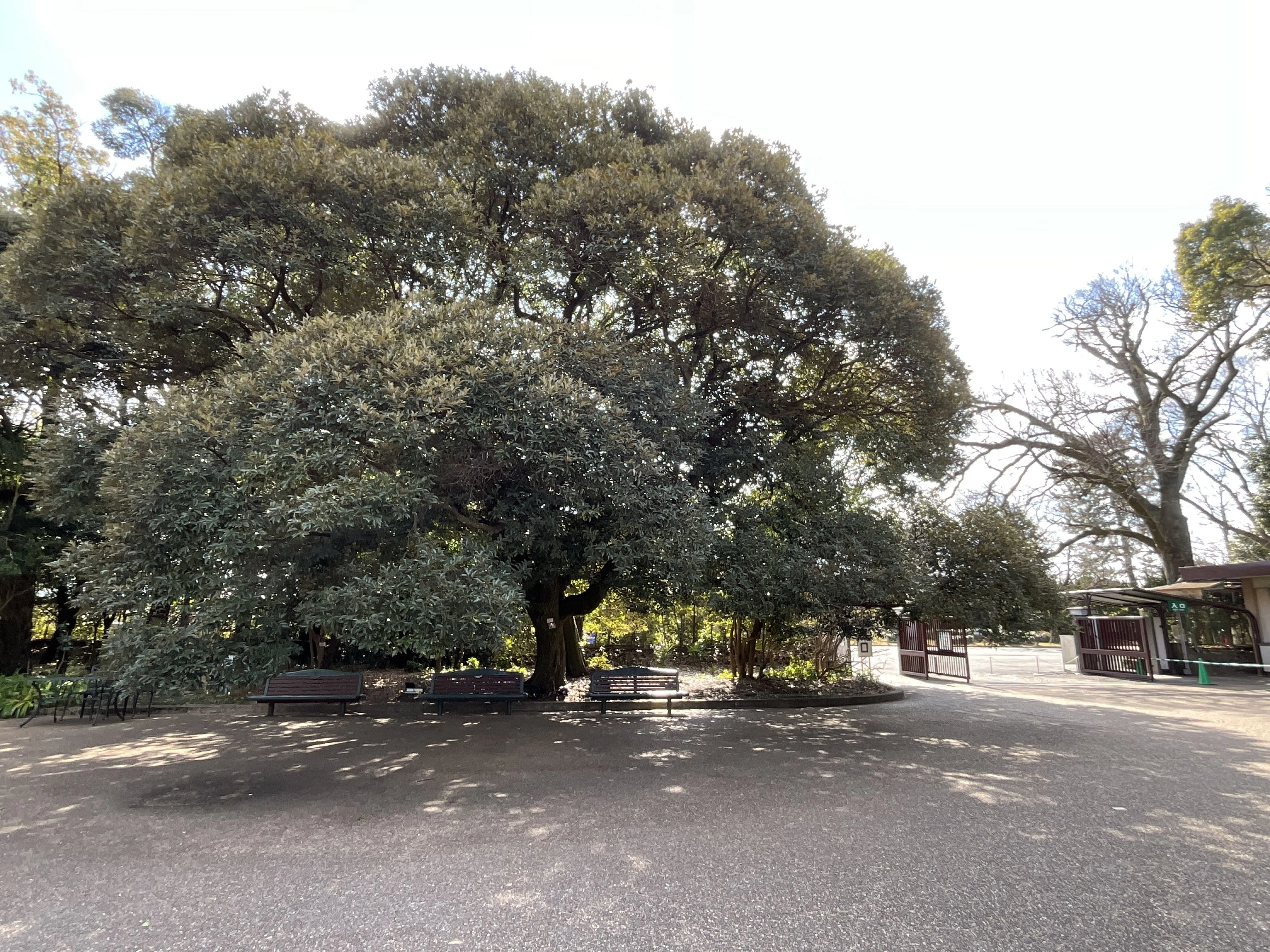 スダジイ（京都府立植物園）No.68：2026年2月10日（火）｜藤井秀昭