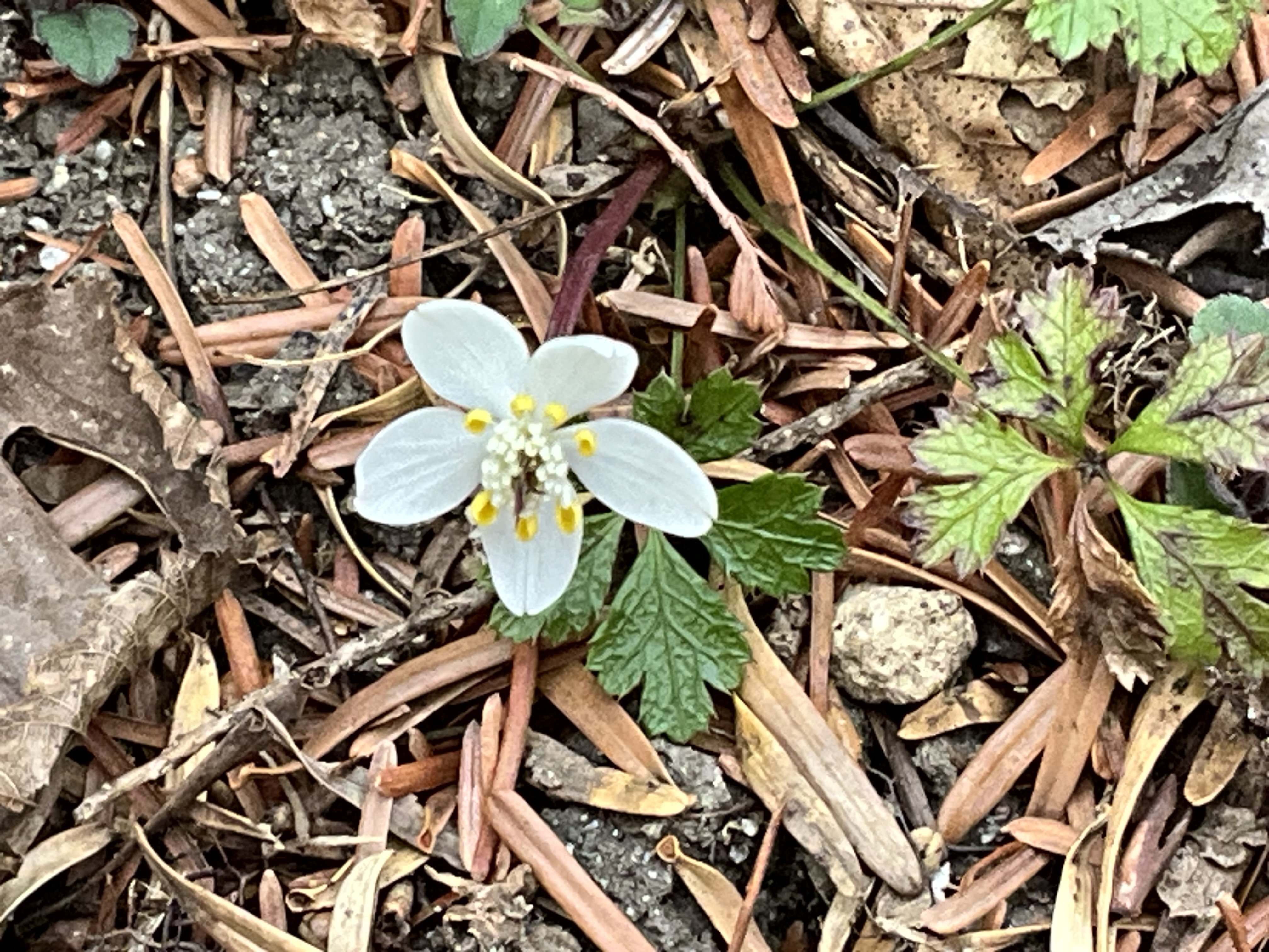 バイカオウレン（京都府立植物園）：2026年2月2日（月）｜藤井秀昭