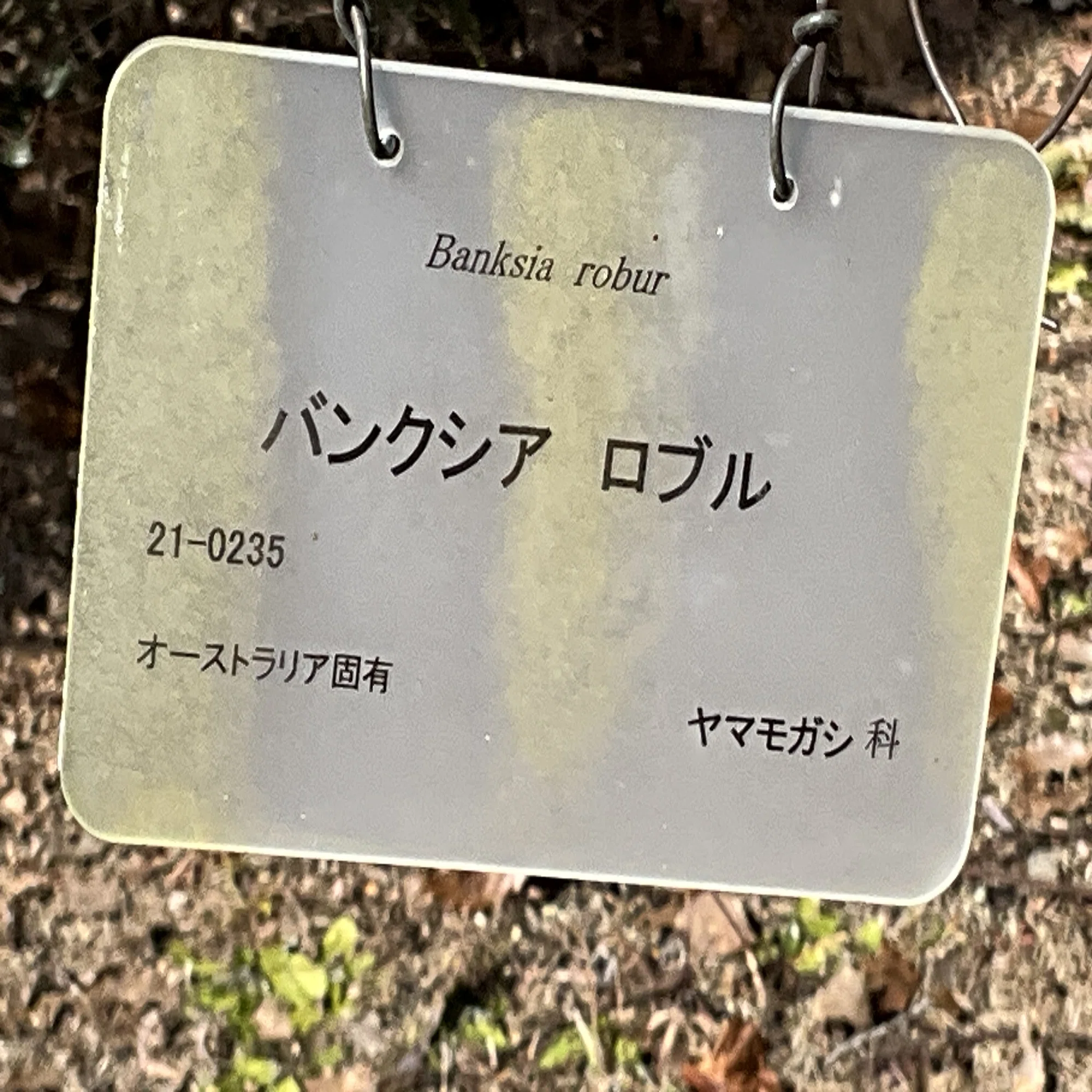 バンクシア・ロブル（京都府立植物園）：2026年2月22日（日）｜藤井 
