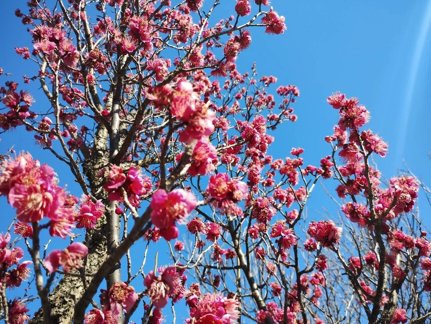 桜はいい。でも…梅が最高なんだよね。Sakura is beautiful. But… Ume