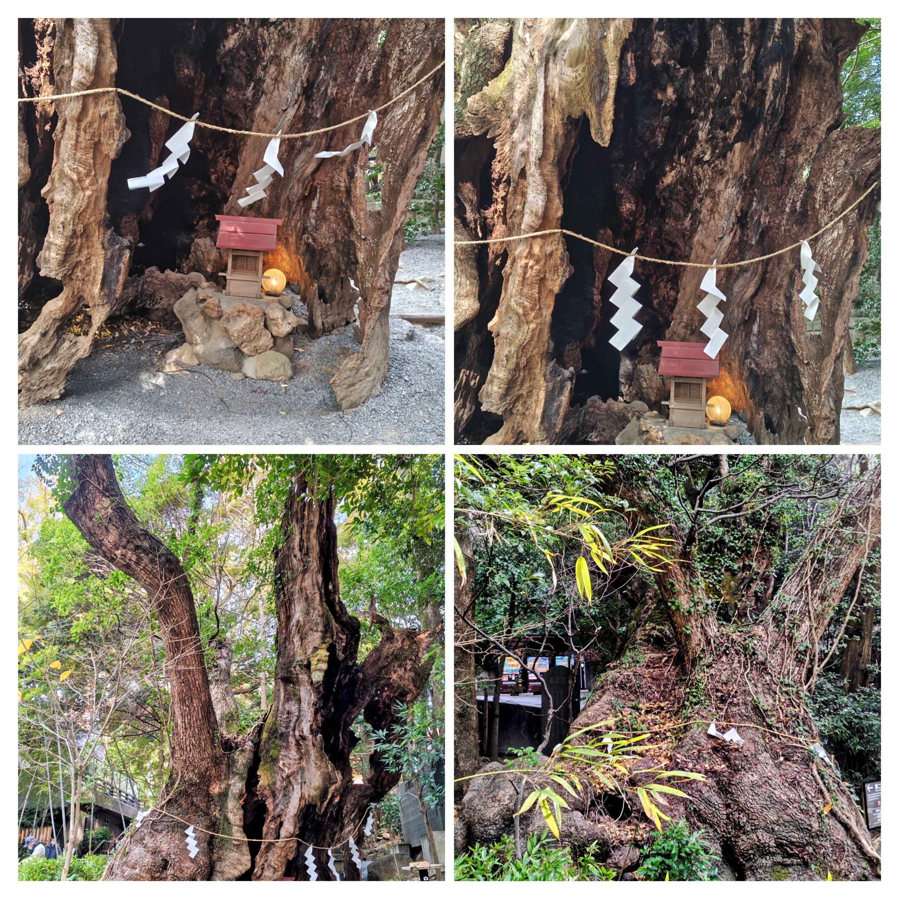 本州1位の巨樹が鎮座する來宮神社（静岡県熱海市）へ行ってきました