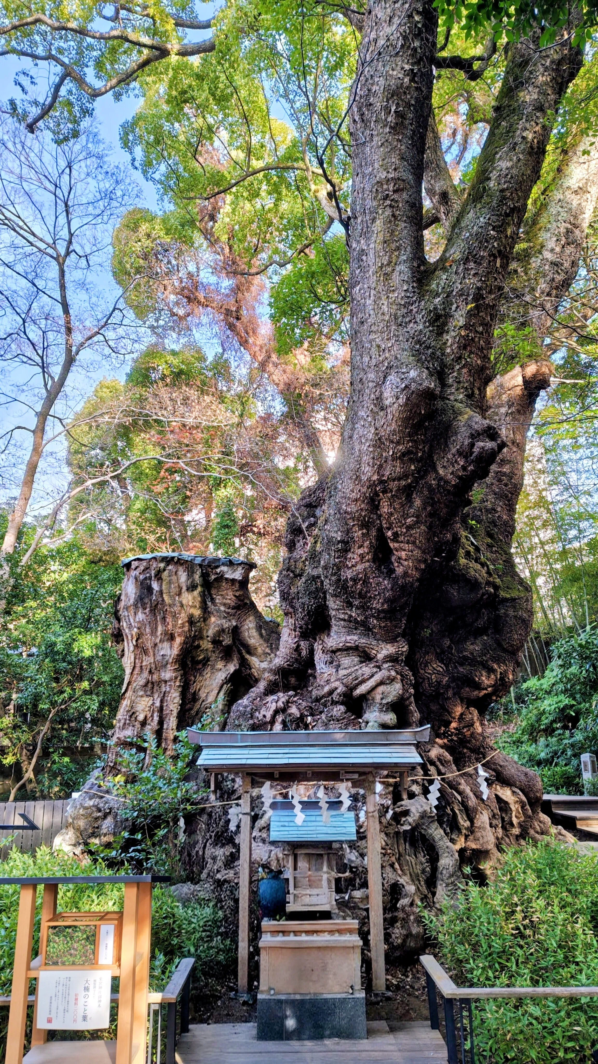 本州1位の巨樹が鎮座する來宮神社（静岡県熱海市）へ行ってきました