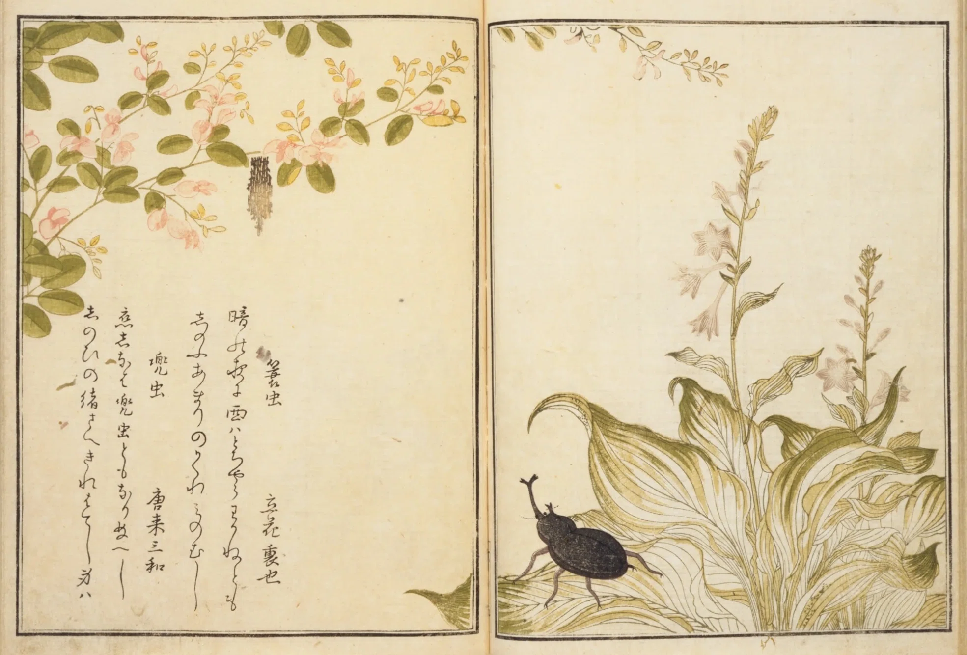 蔦谷重三郎×喜多川歌麿】画本虫ゑらみ④蓑虫×兠虫／蝸牛×轡虫など
