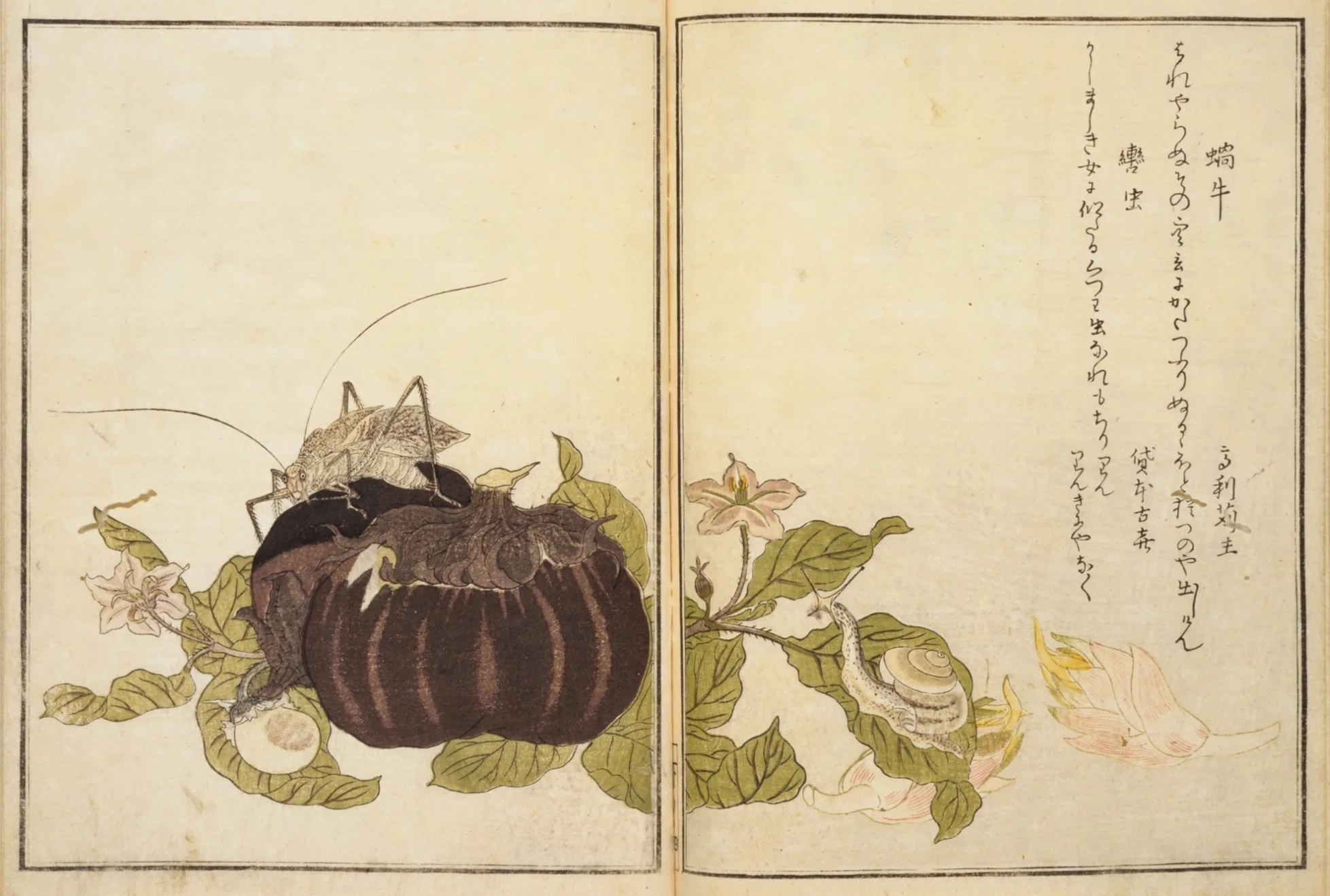 蔦谷重三郎×喜多川歌麿】画本虫ゑらみ④蓑虫×兠虫／蝸牛×轡虫など